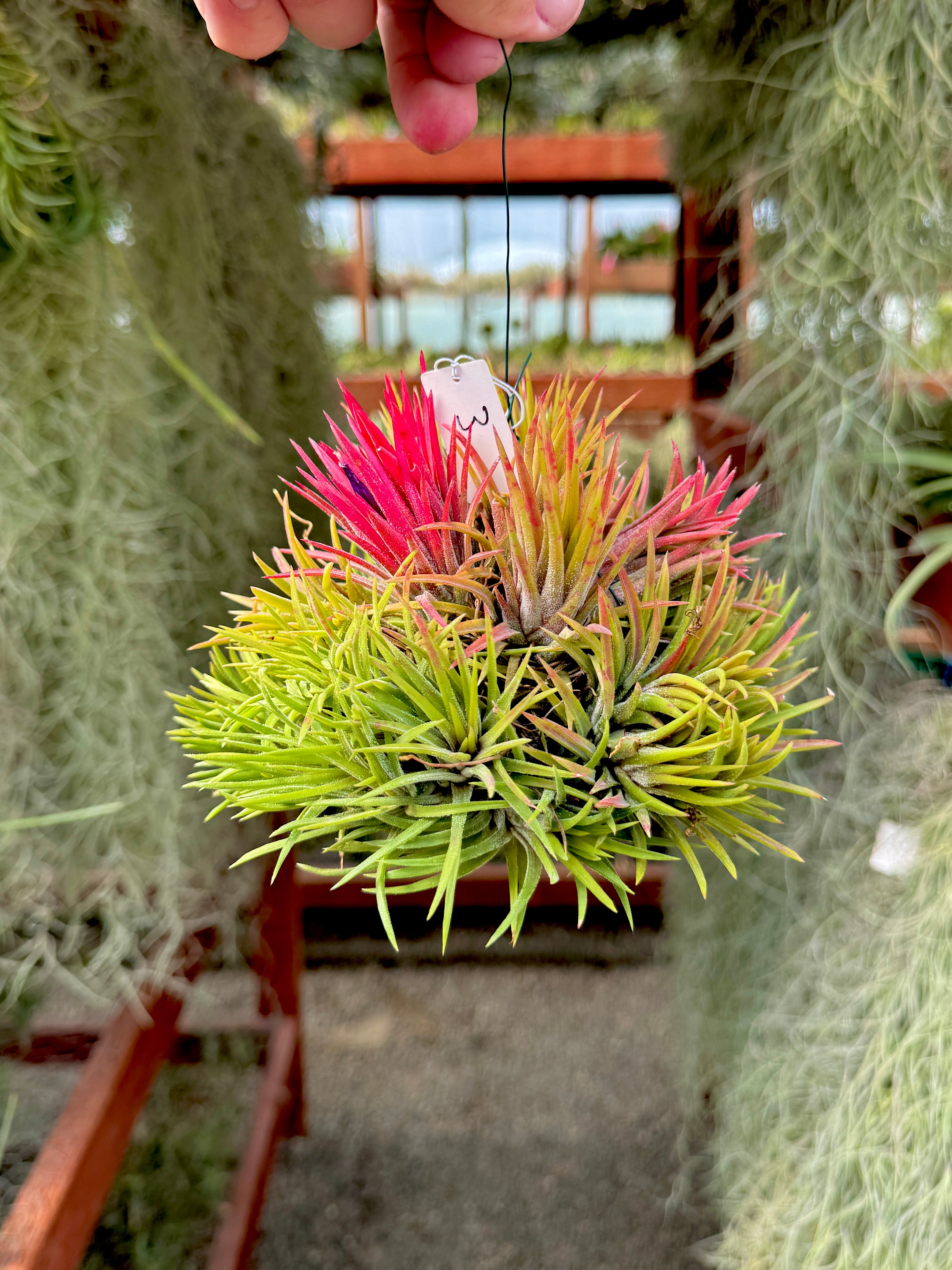 Ionantha Hanging Specimen APH TOP PICKS (Select Exact Plant Pictured)
