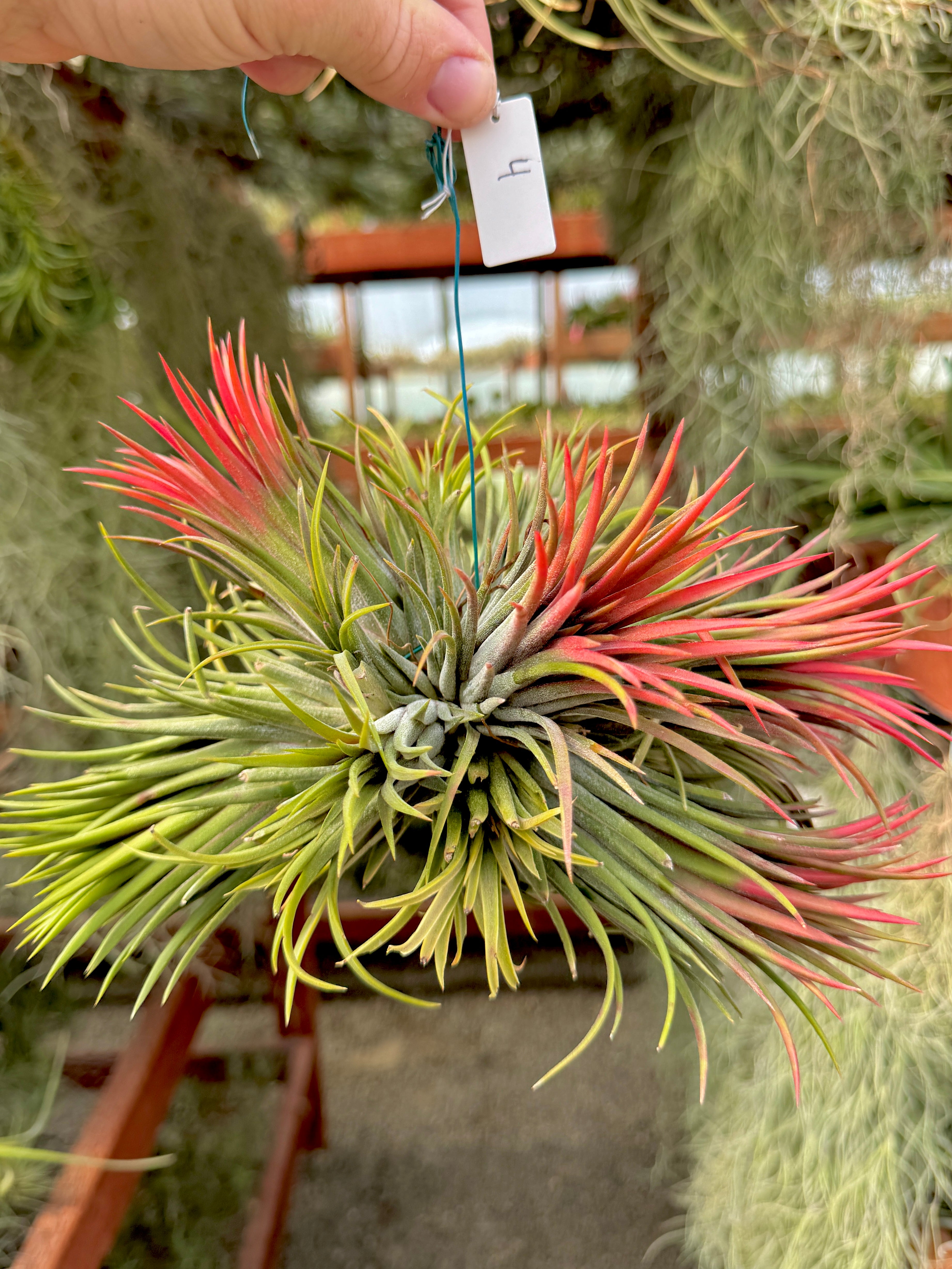 Ionantha Hanging Specimen APH TOP PICKS (Select Exact Plant Pictured)