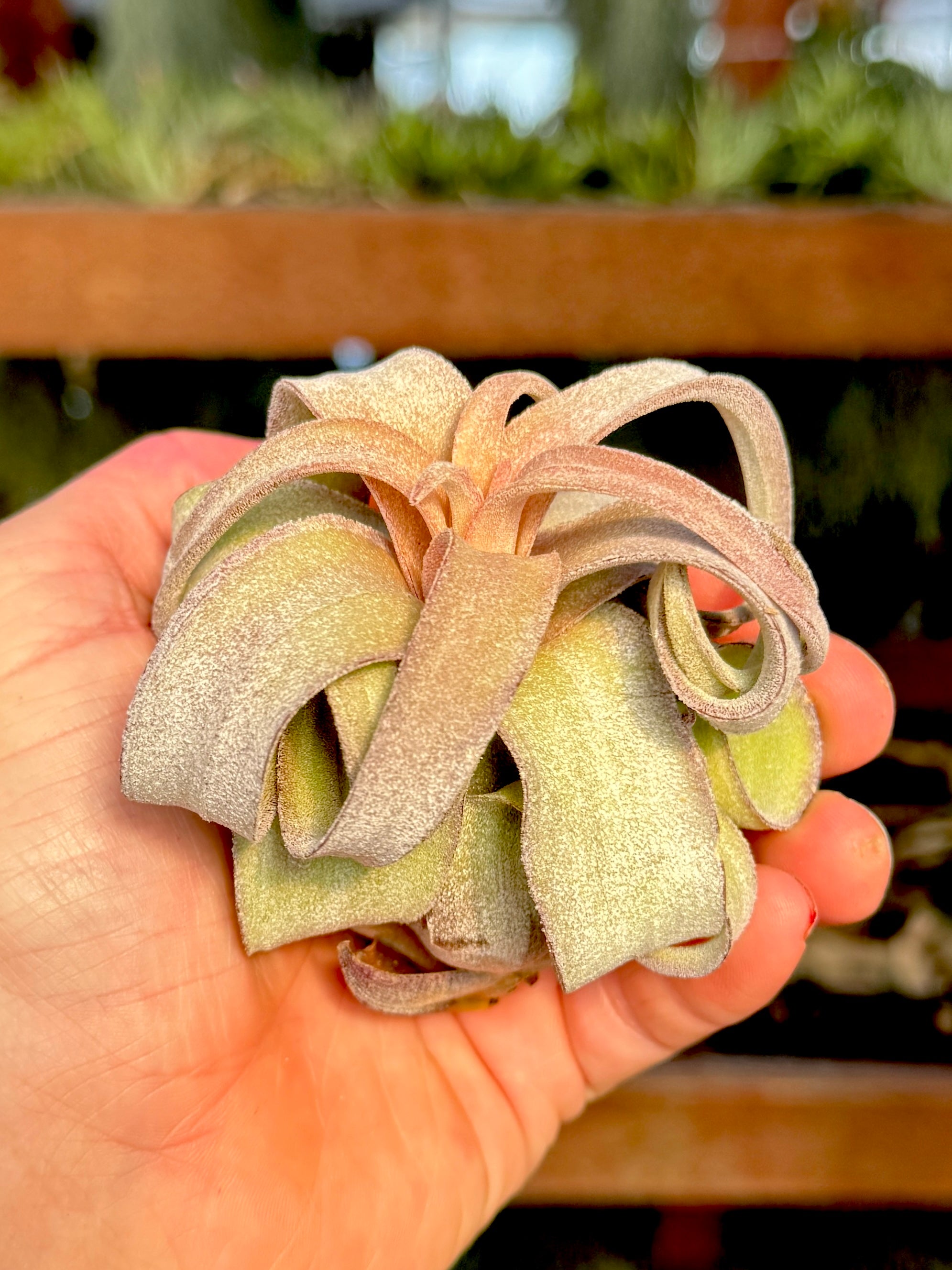 Streptophylla Pink Form Thick Leaf *RARE*