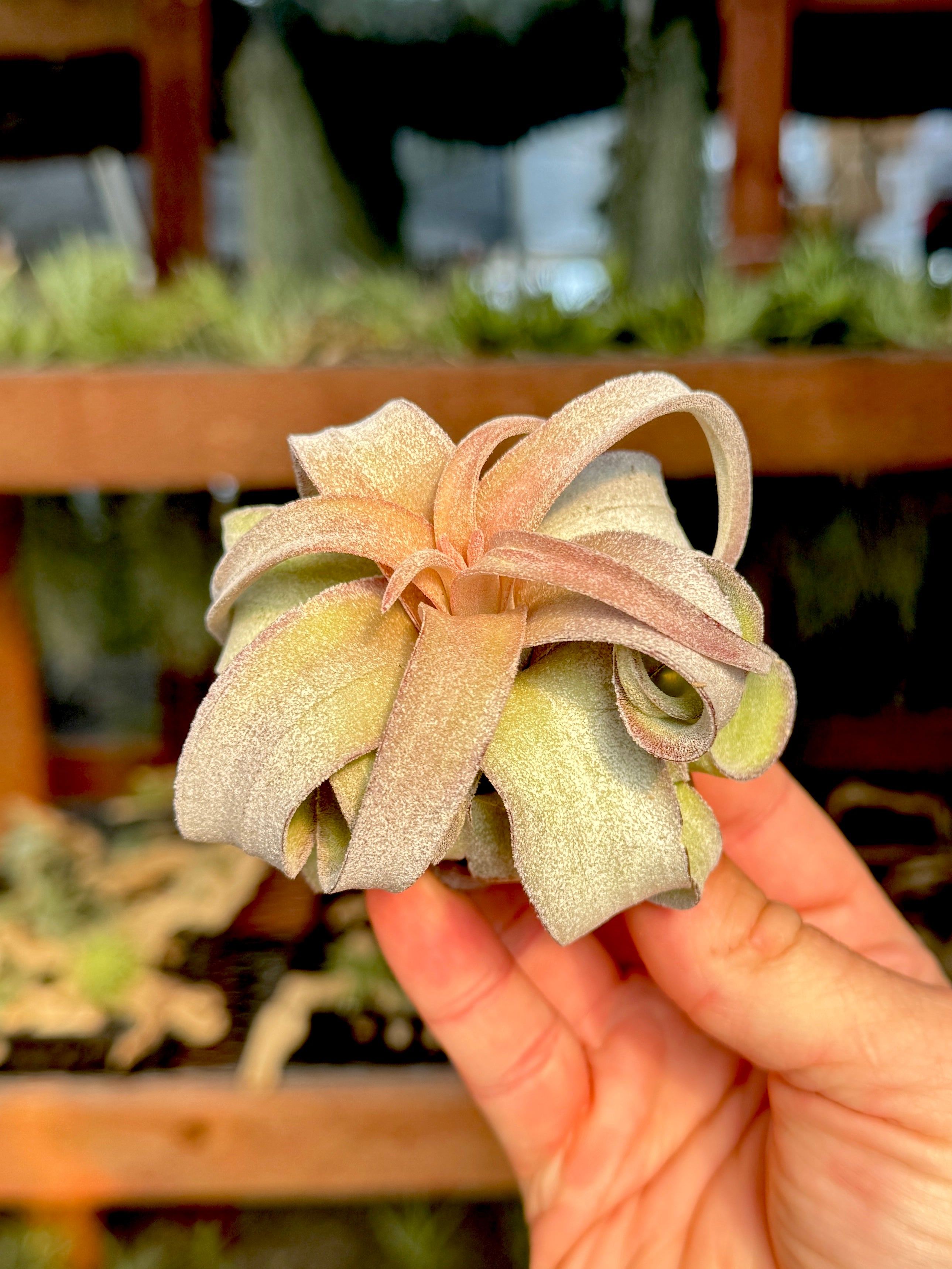 Streptophylla Pink Form Thick Leaf *RARE*