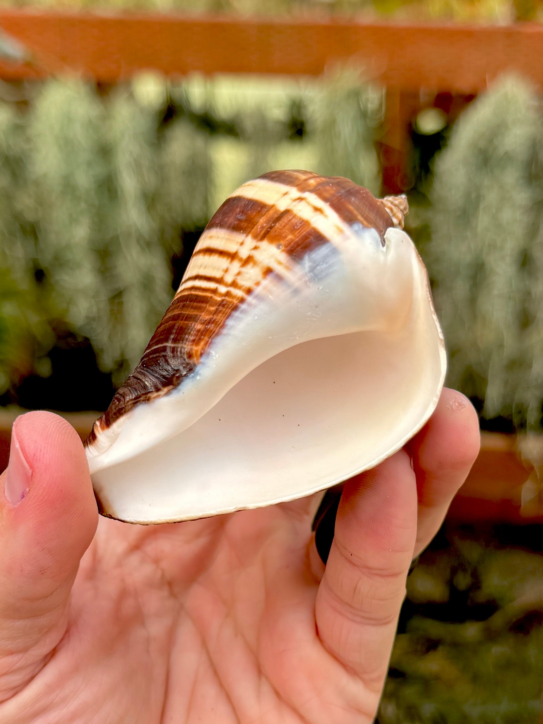 Fiber Conch Shell Small
