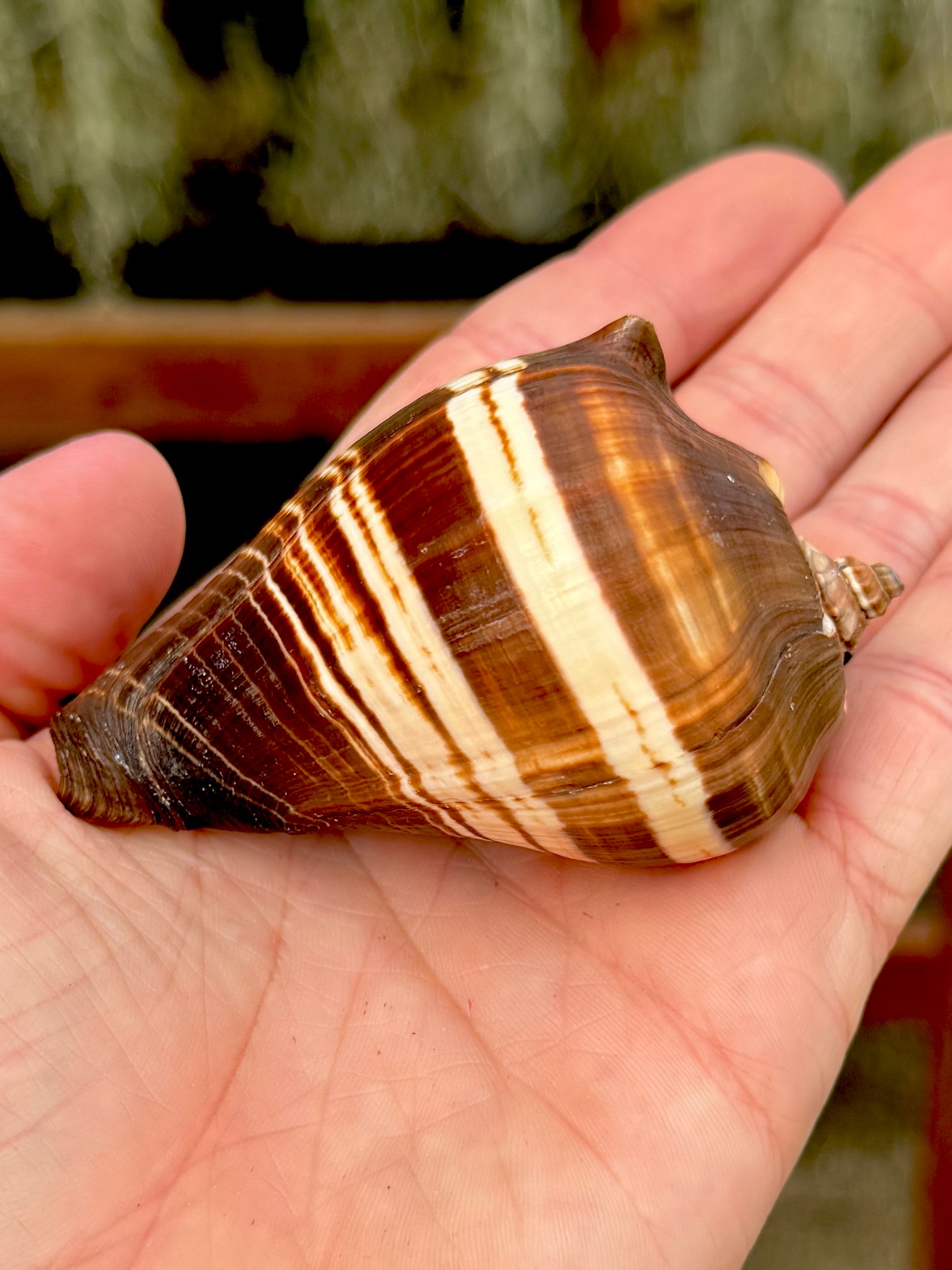 Fiber Conch Shell Small + Air Plant