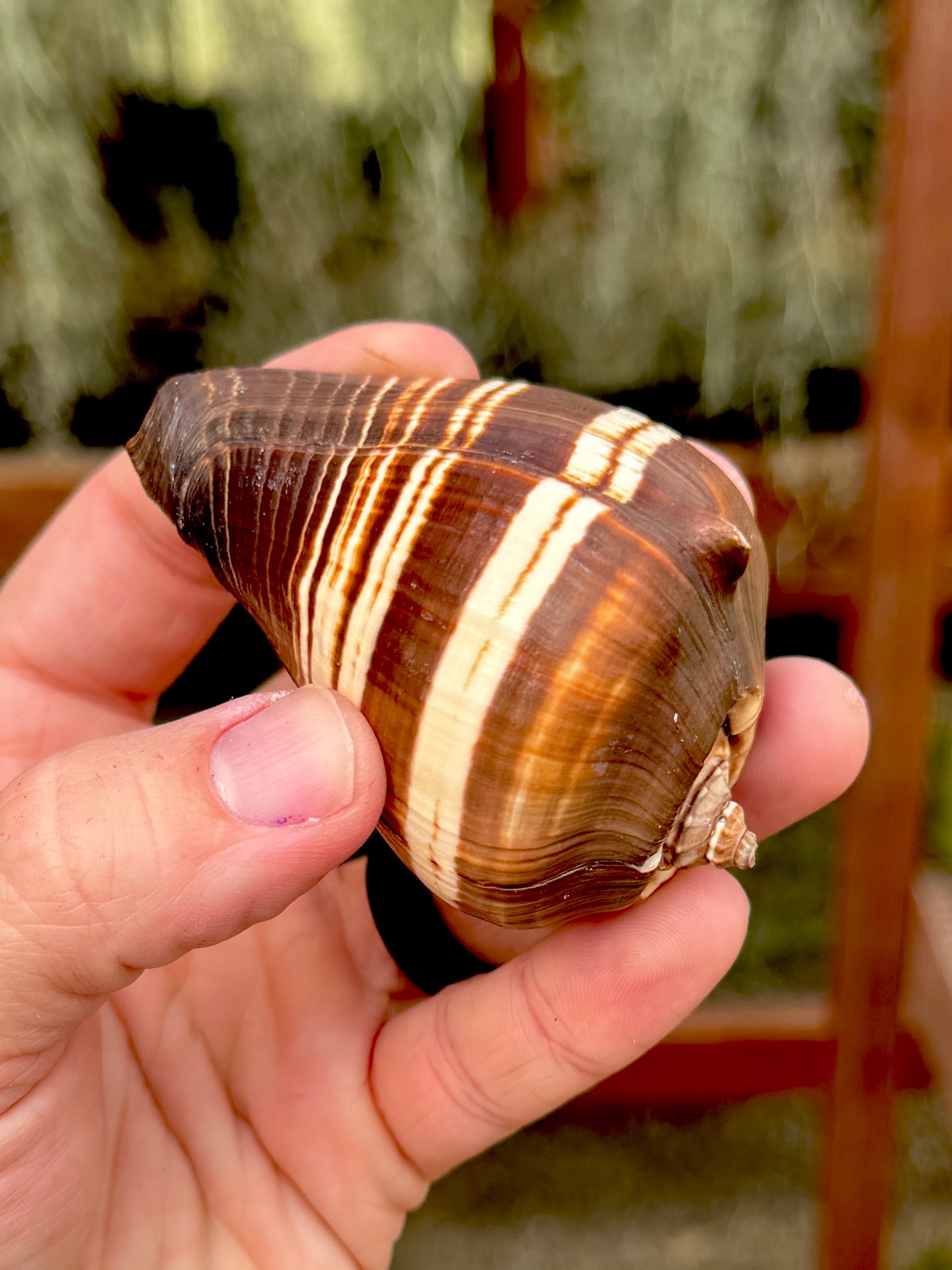 Fiber Conch Shell Small