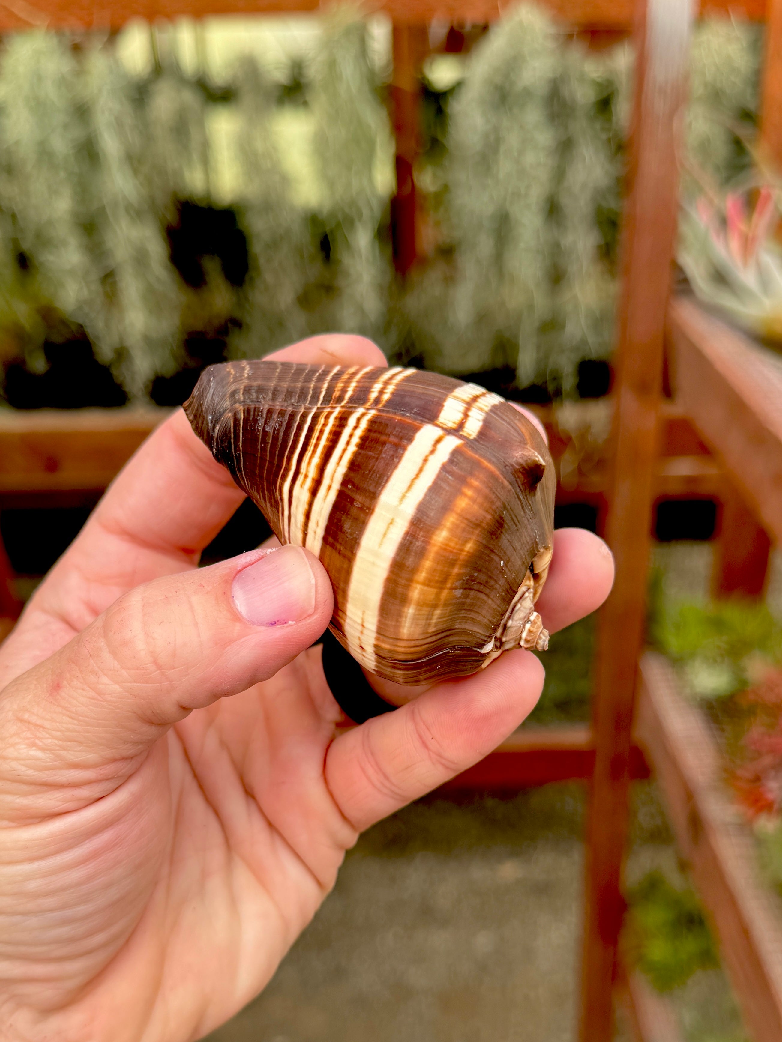 Fiber Conch Shell Small + Air Plant
