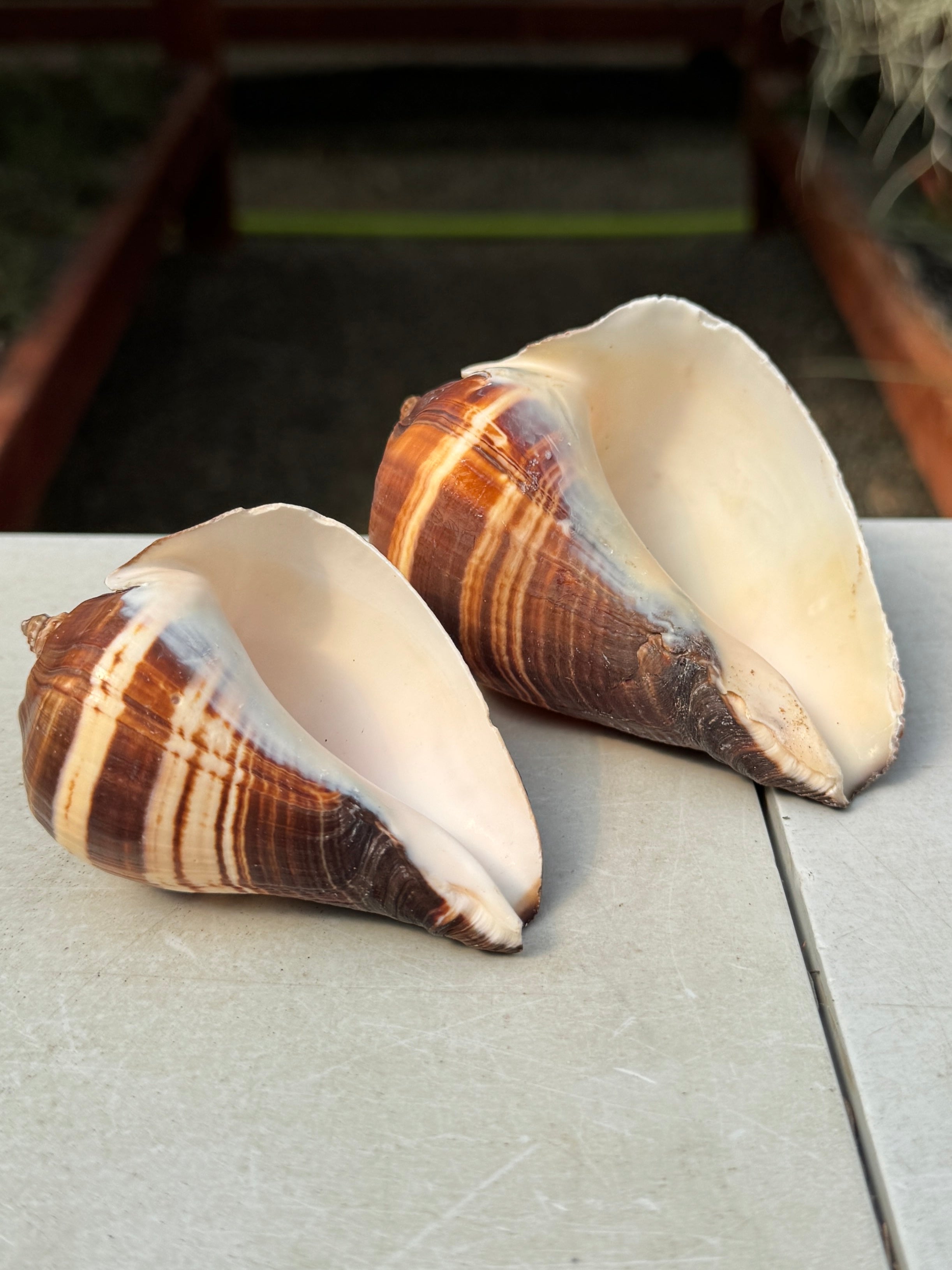 Fiber Conch Shell Small + Air Plant