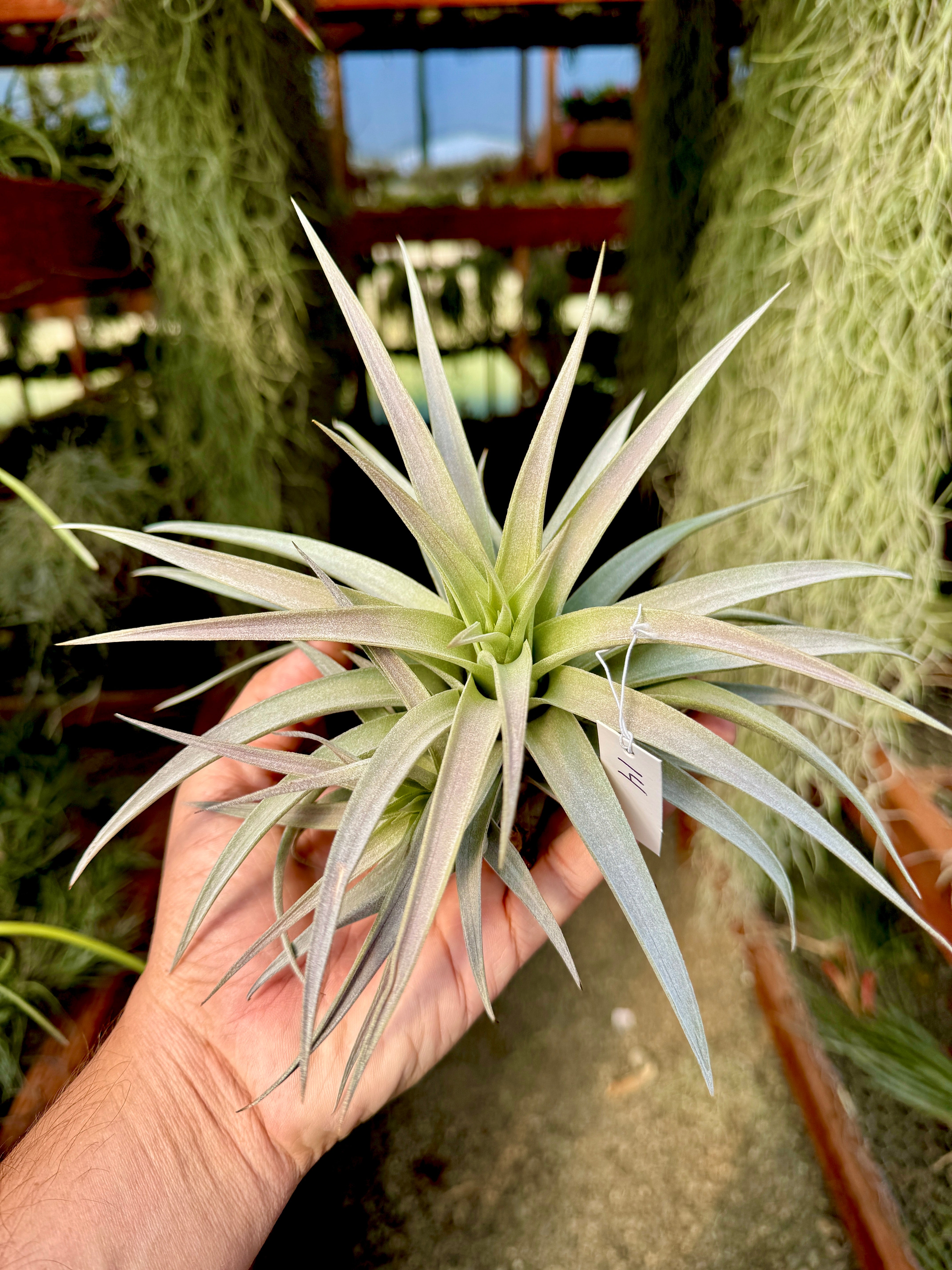 Premium Harrisii x Xerographica Thick Leaf