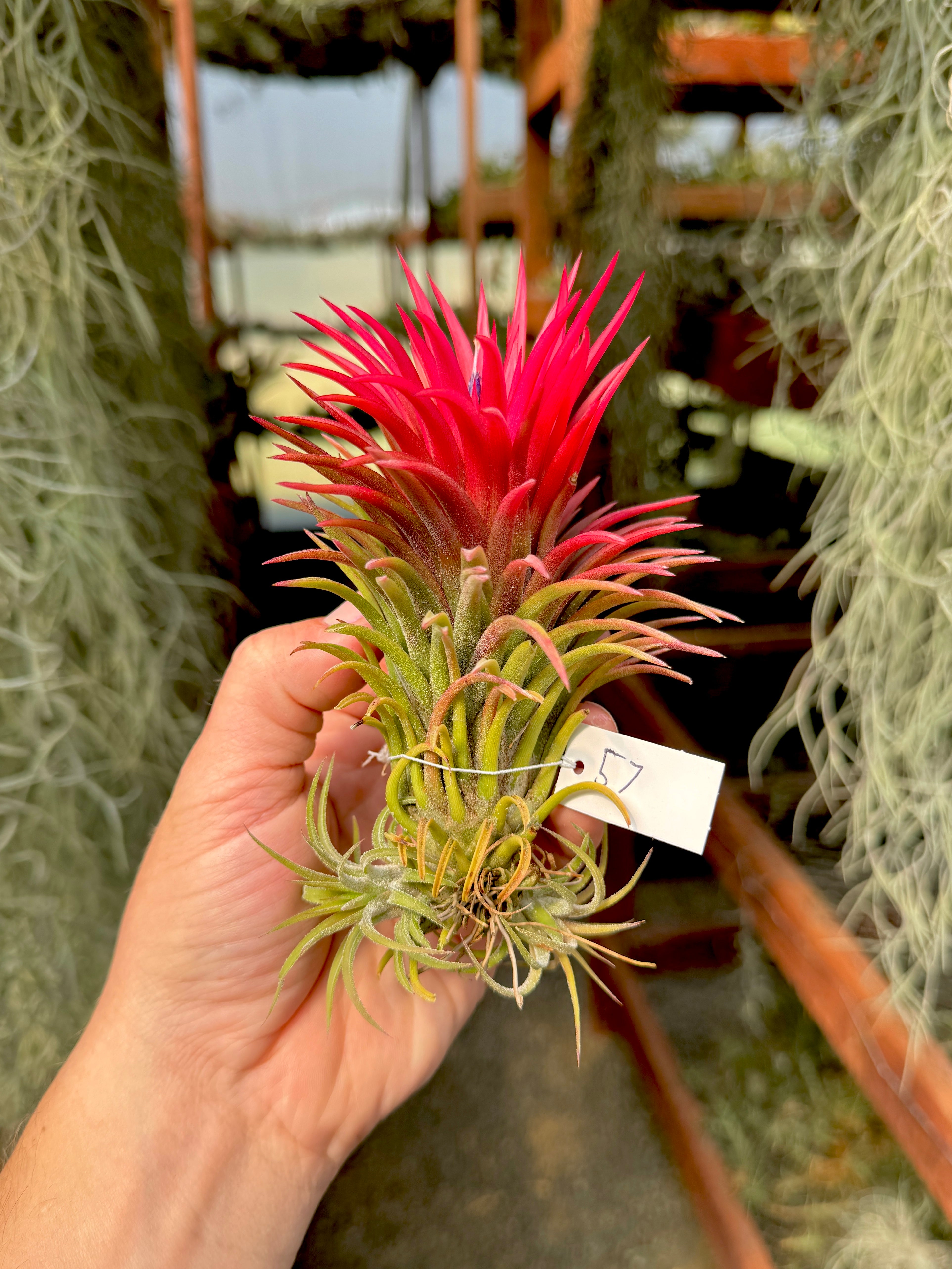 Rare / Premium Ionantha Selections Pt. 2 <br> (Exact Plant Pictured) <br>*NEW Plants Added 5/07/26*