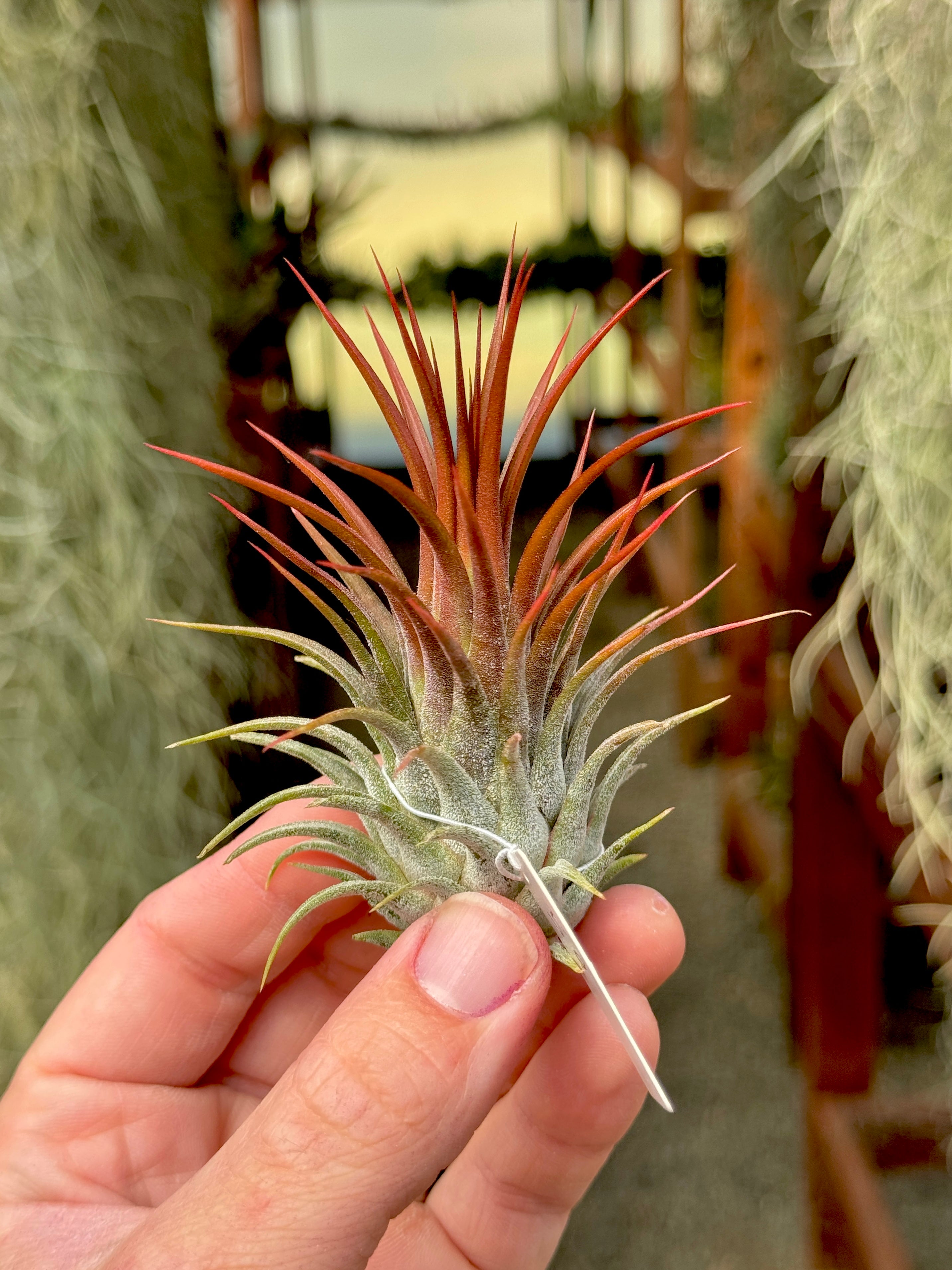 Rare / Premium Ionantha Selections Pt. 2 <br> (Exact Plant Pictured) <br>*NEW Plants Added 5/07/26*
