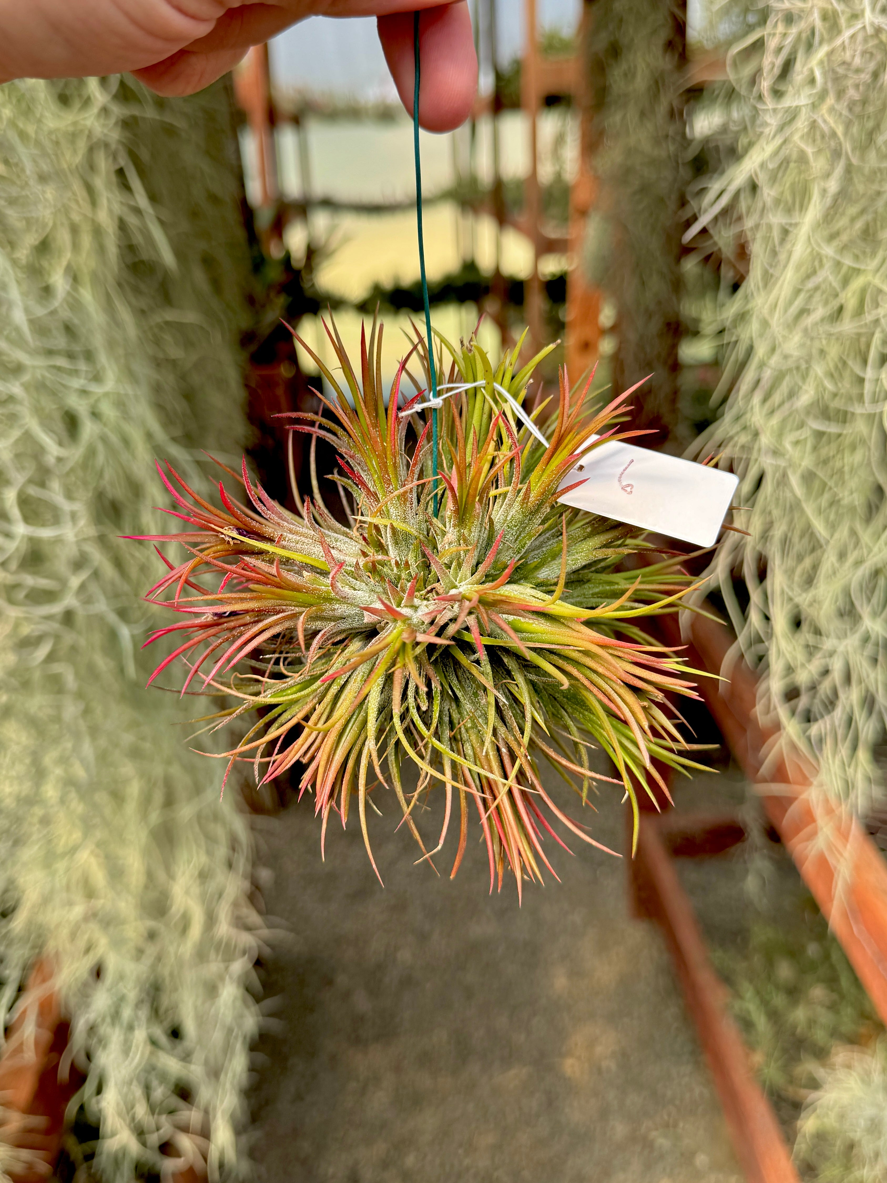 Ionantha Hanging Specimen APH TOP PICKS (Select Exact Plant Pictured)