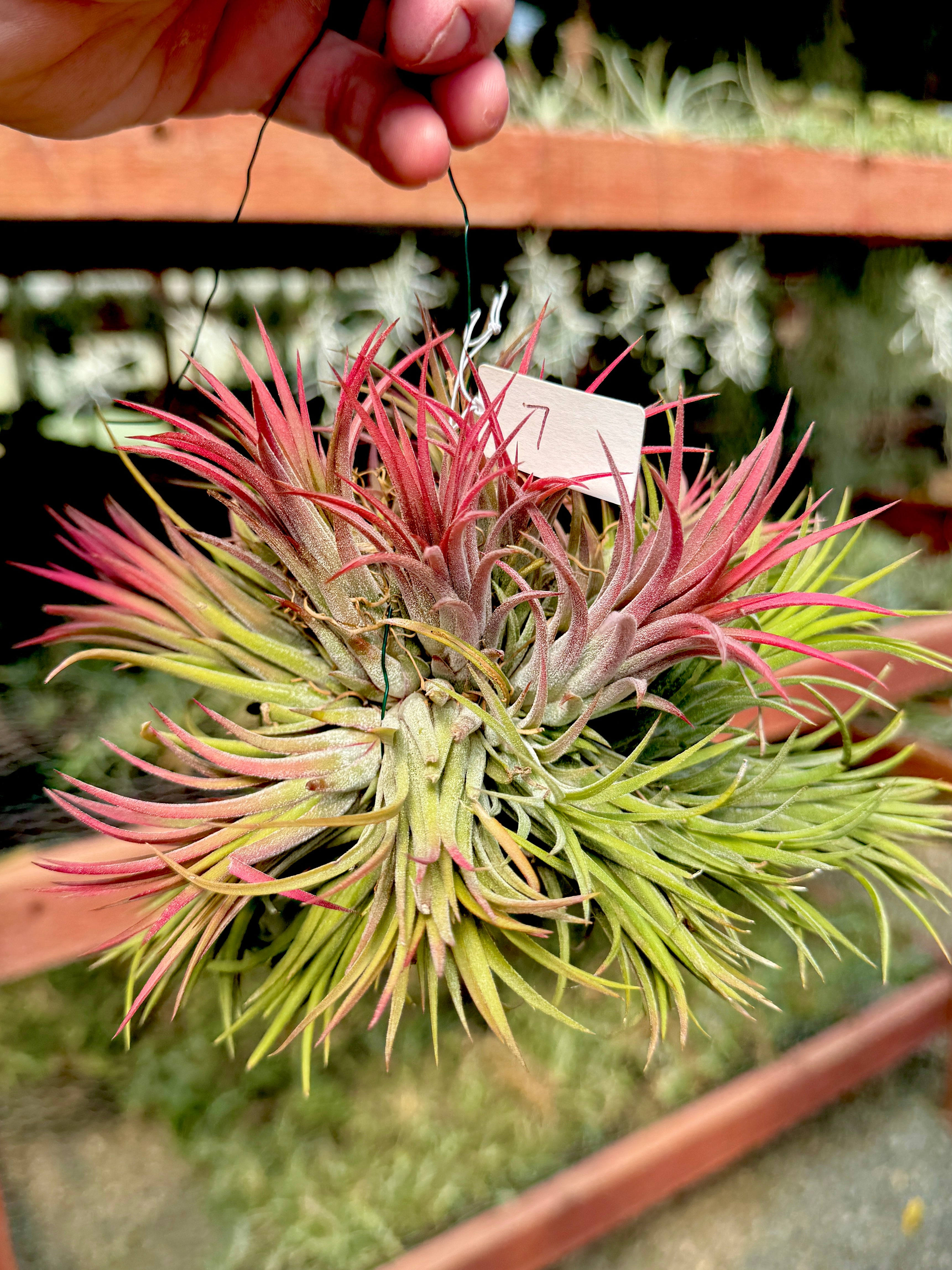 Ionantha Hanging Specimen APH TOP PICKS (Select Exact Plant Pictured)
