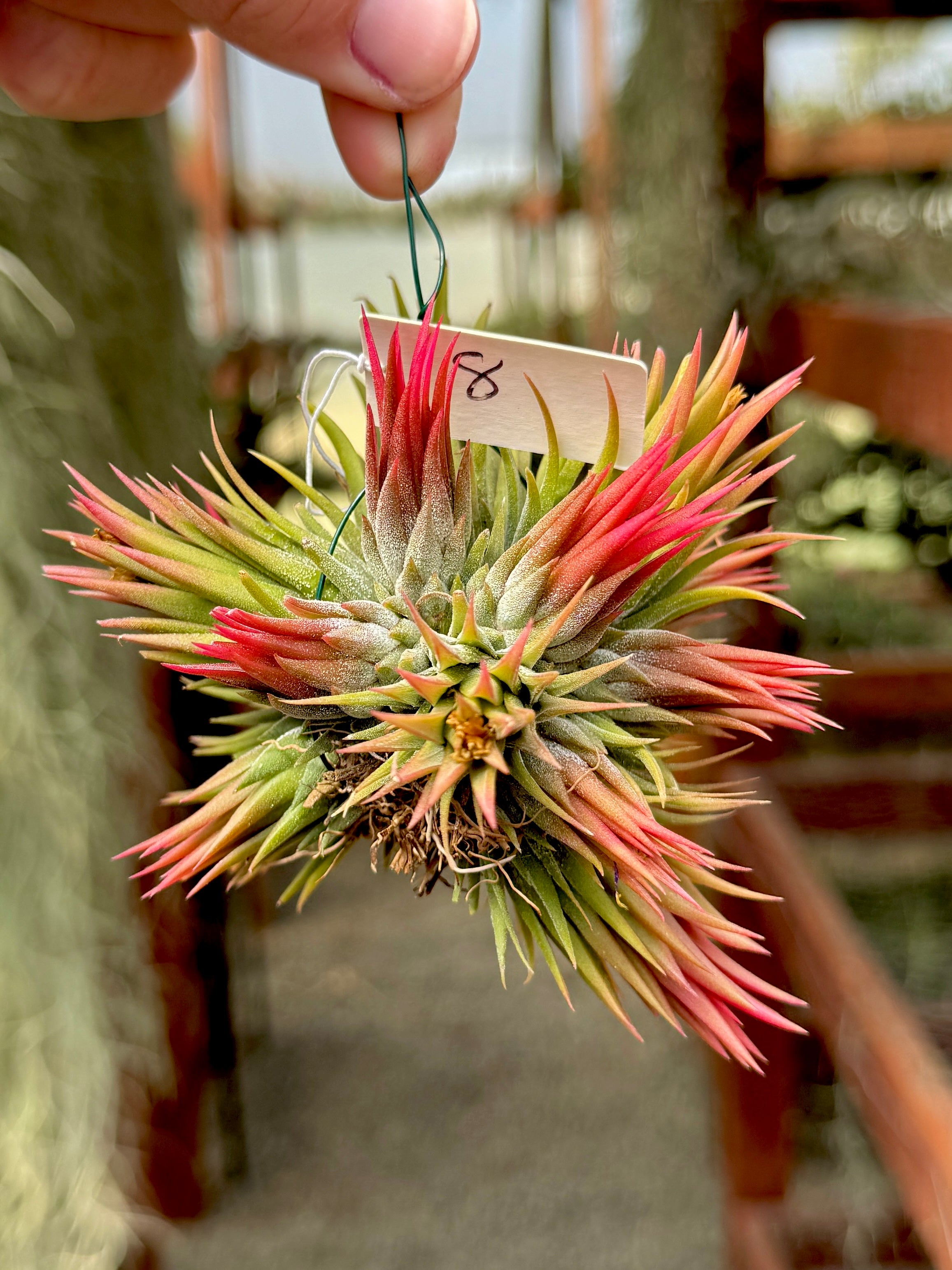 Ionantha Hanging Specimen APH TOP PICKS (Select Exact Plant Pictured)