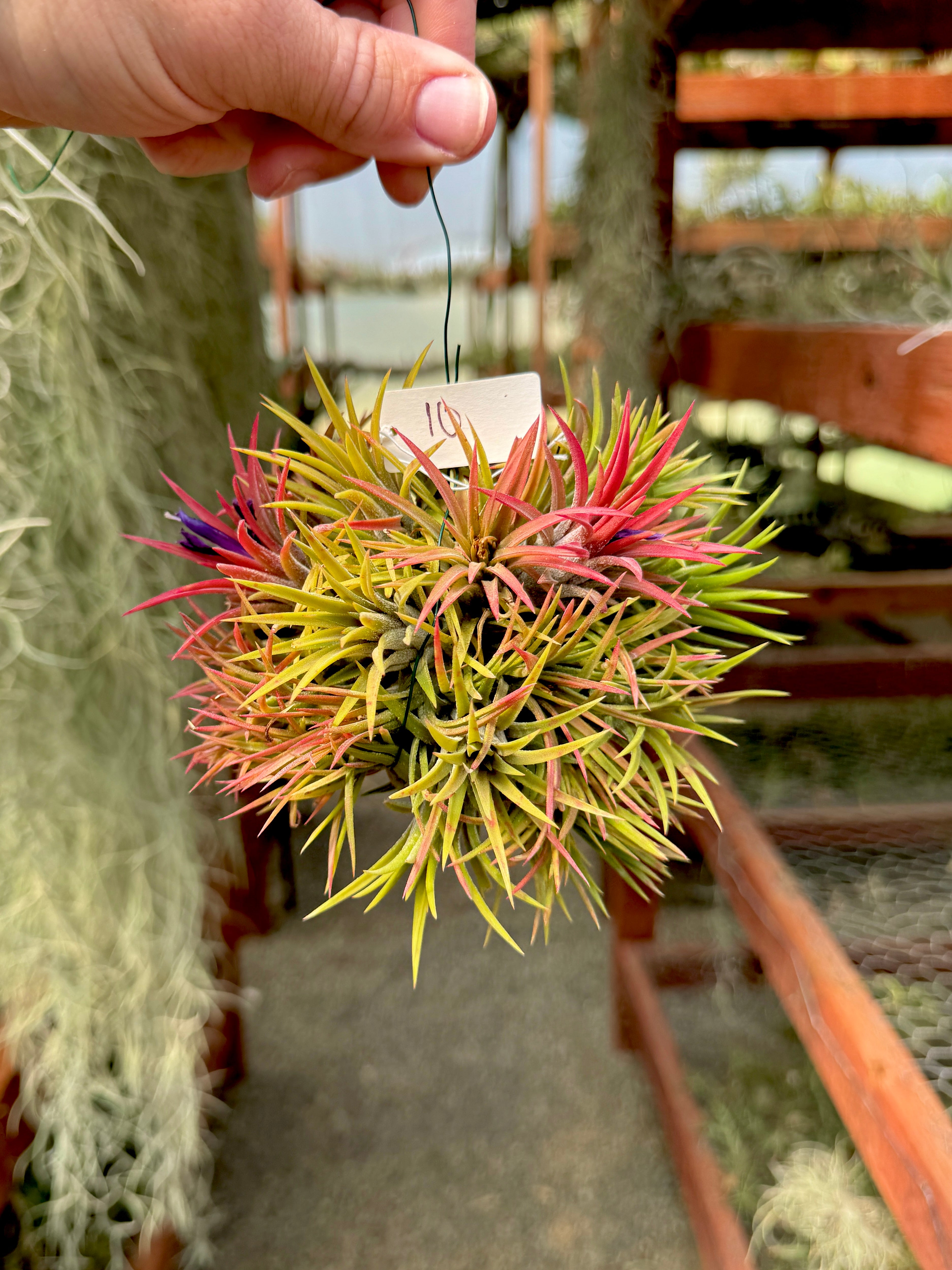 Ionantha Hanging Specimen APH TOP PICKS (Select Exact Plant Pictured)