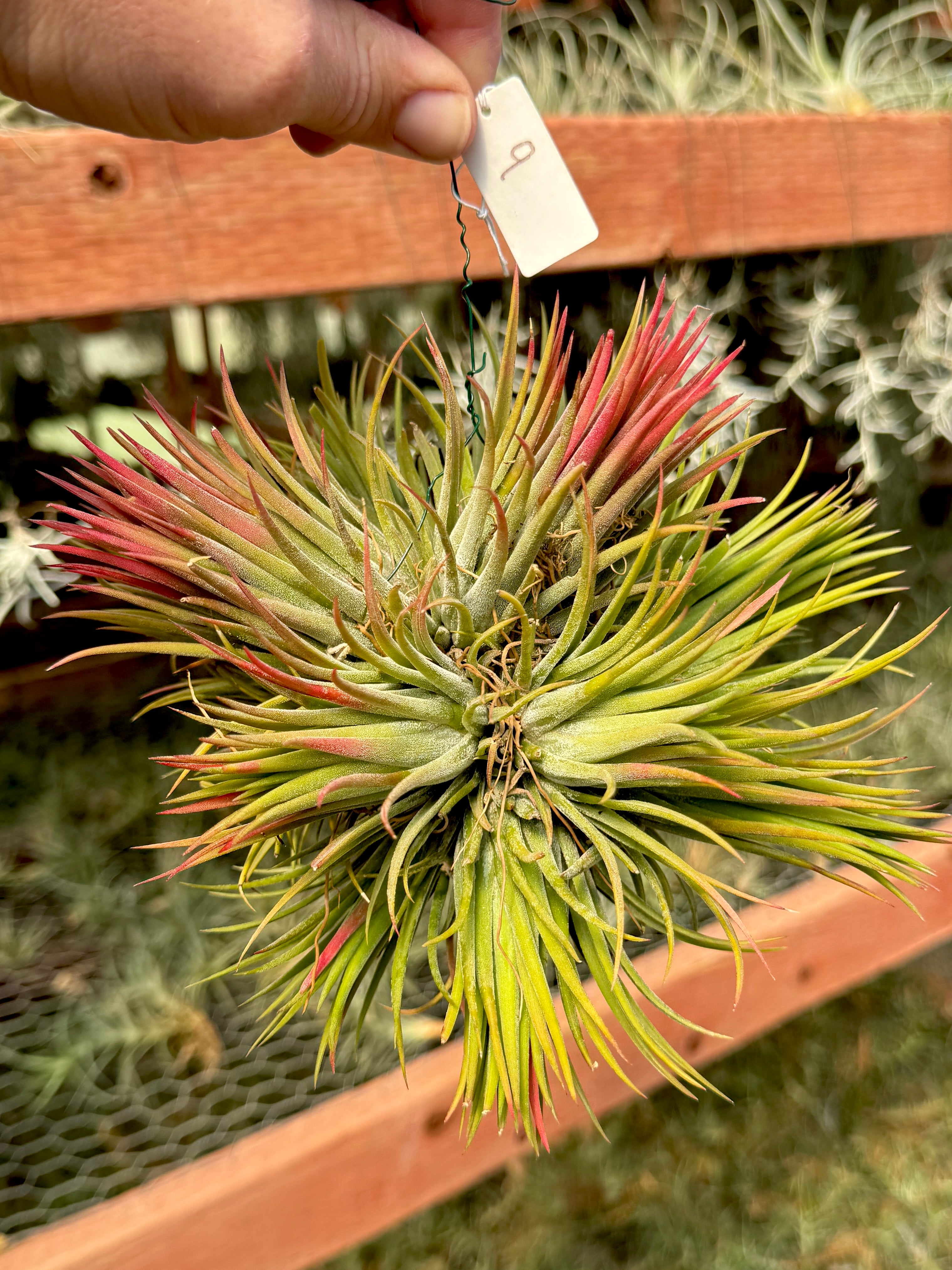 Ionantha Hanging Specimen APH TOP PICKS (Select Exact Plant Pictured)
