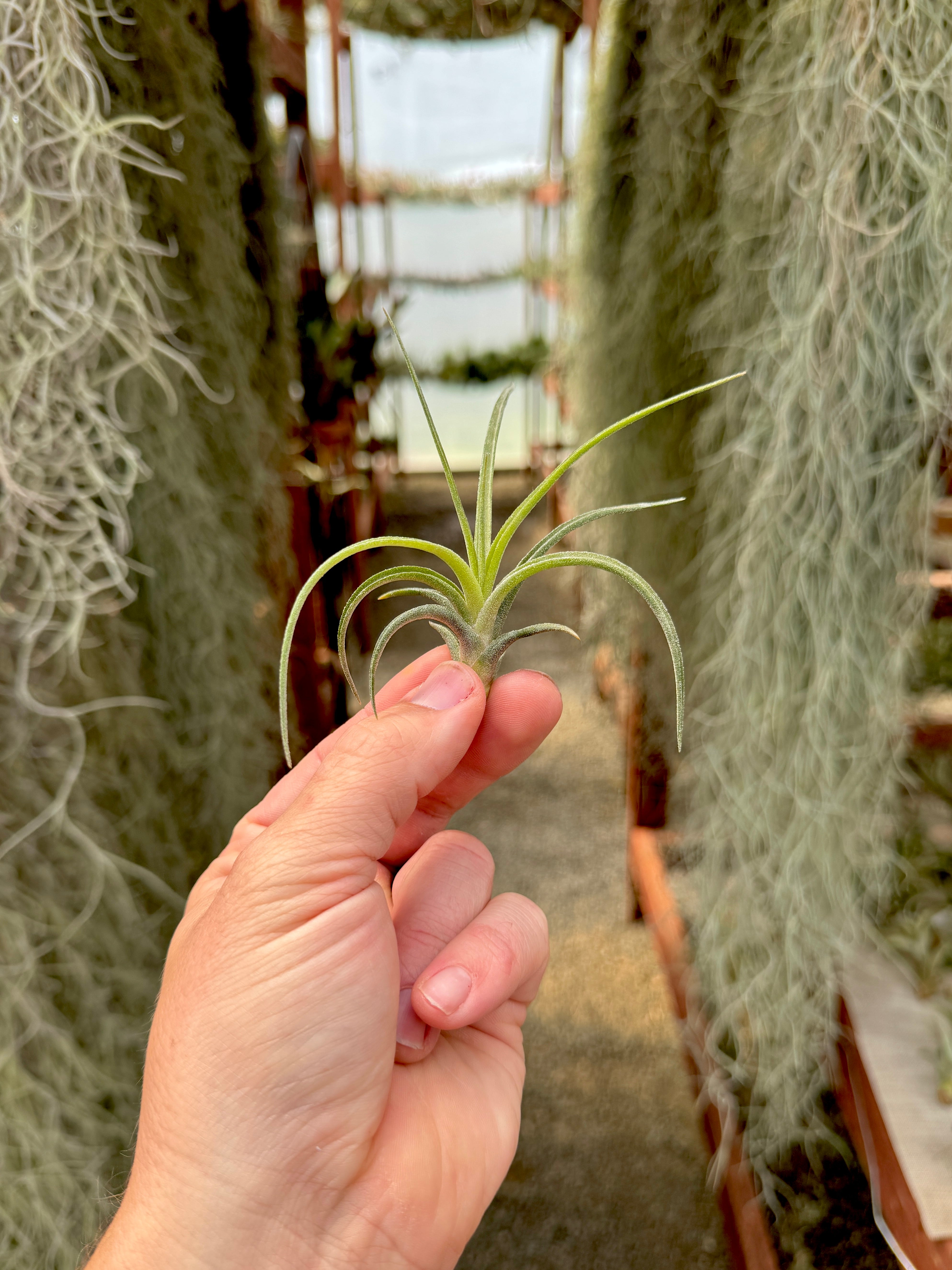 Ionantha x Paucifolia