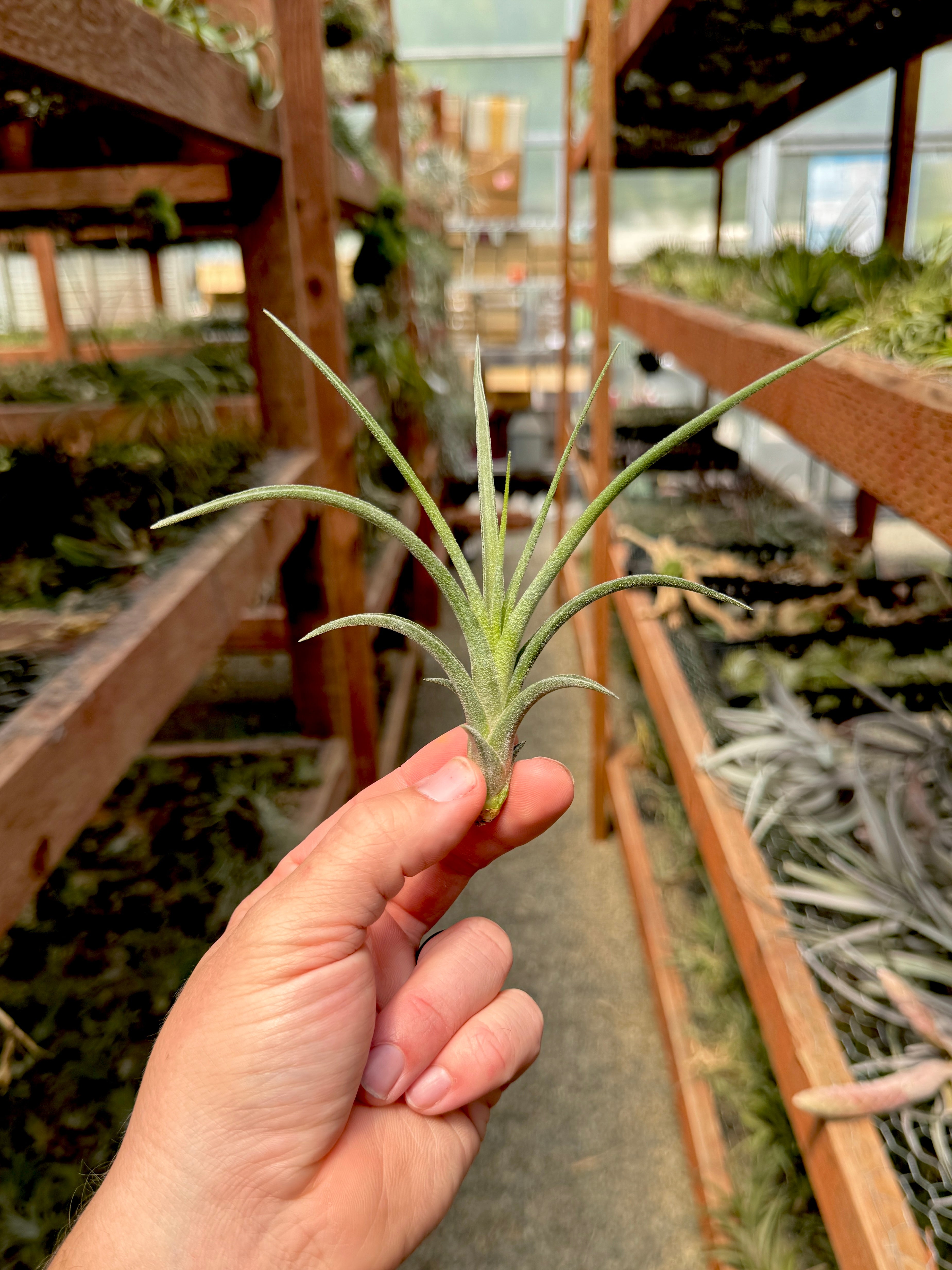 Ionantha x Paucifolia