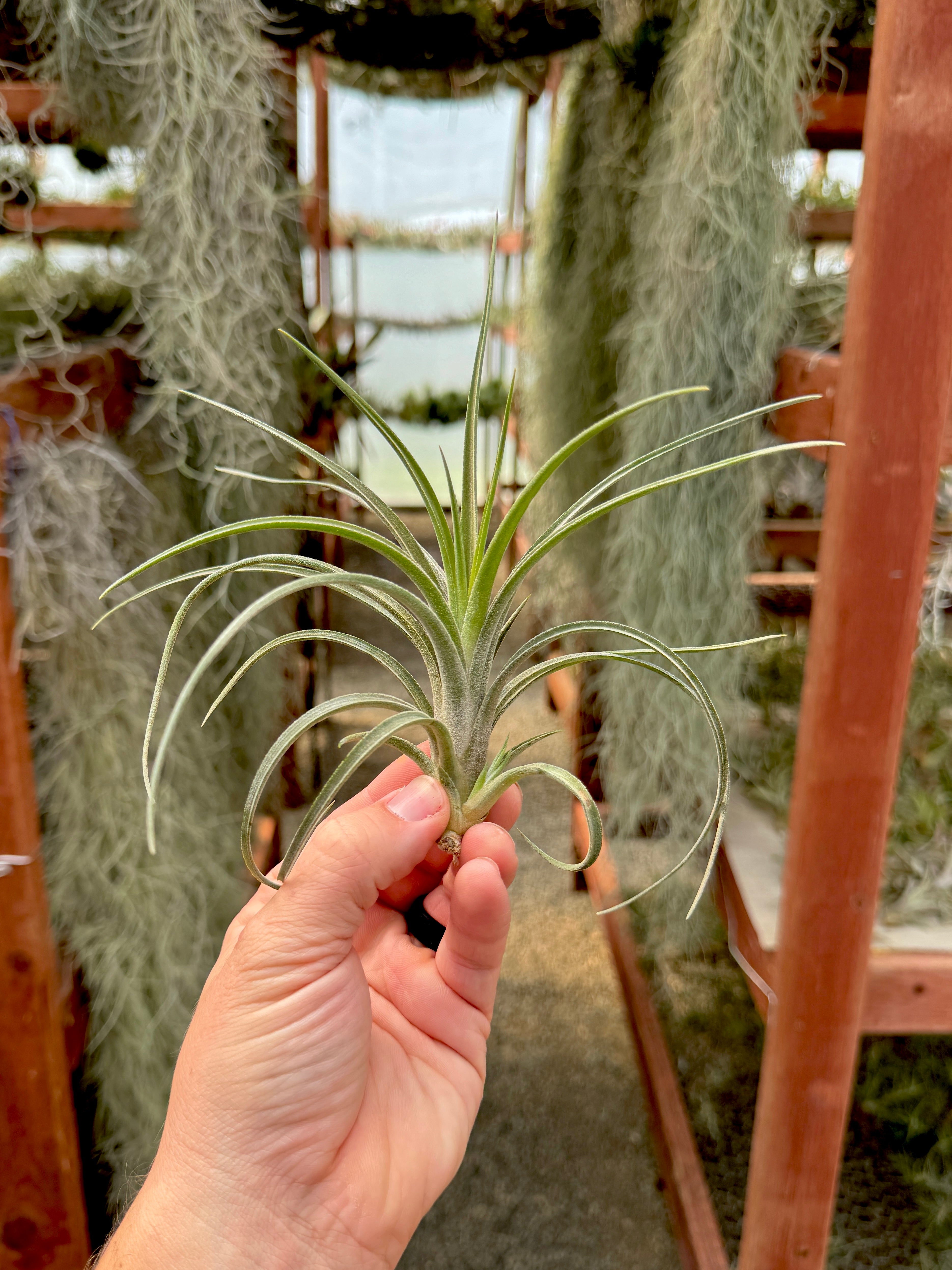 Ionantha x Paucifolia – Air Plant Hub