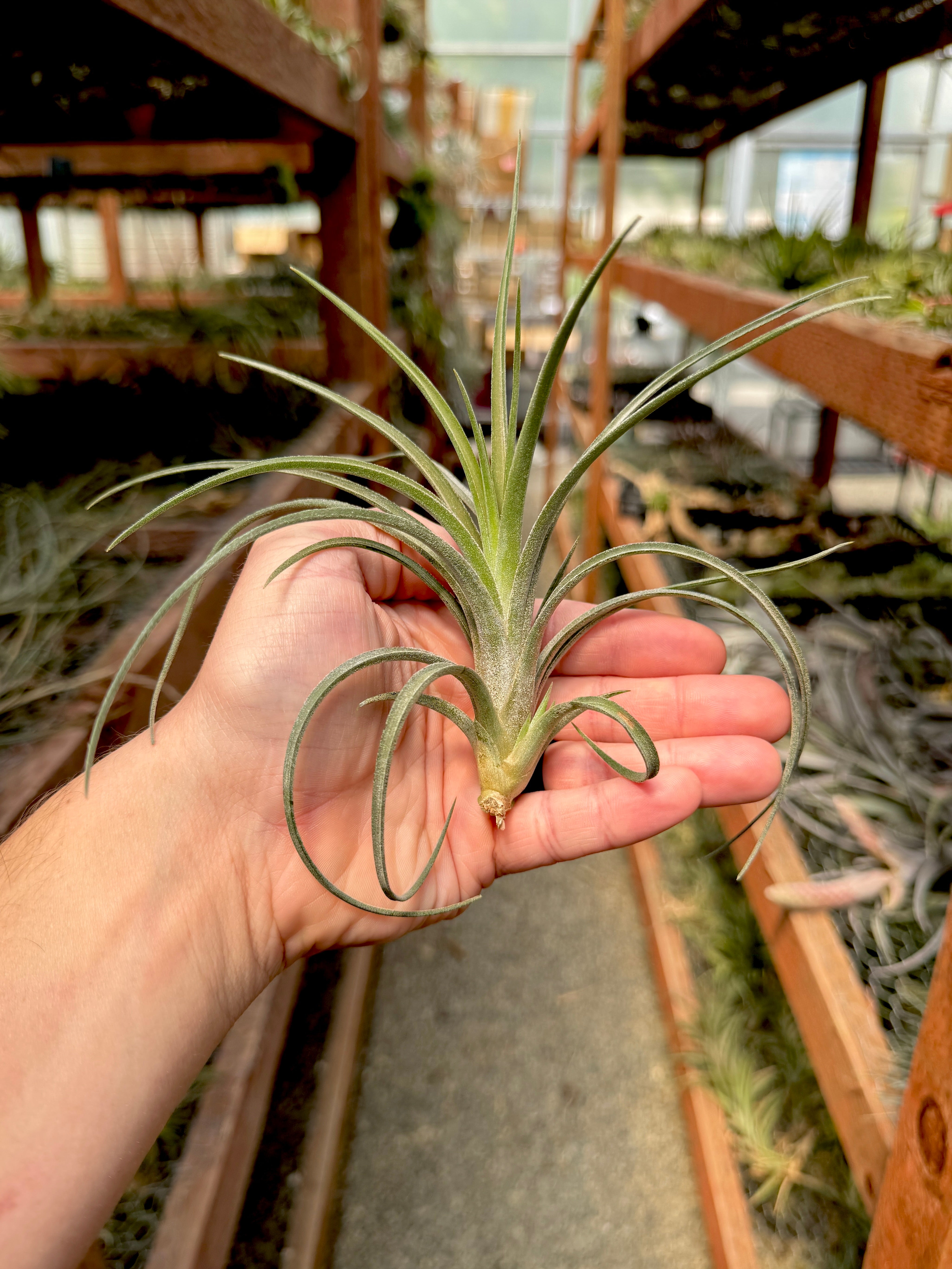 Ionantha x Paucifolia