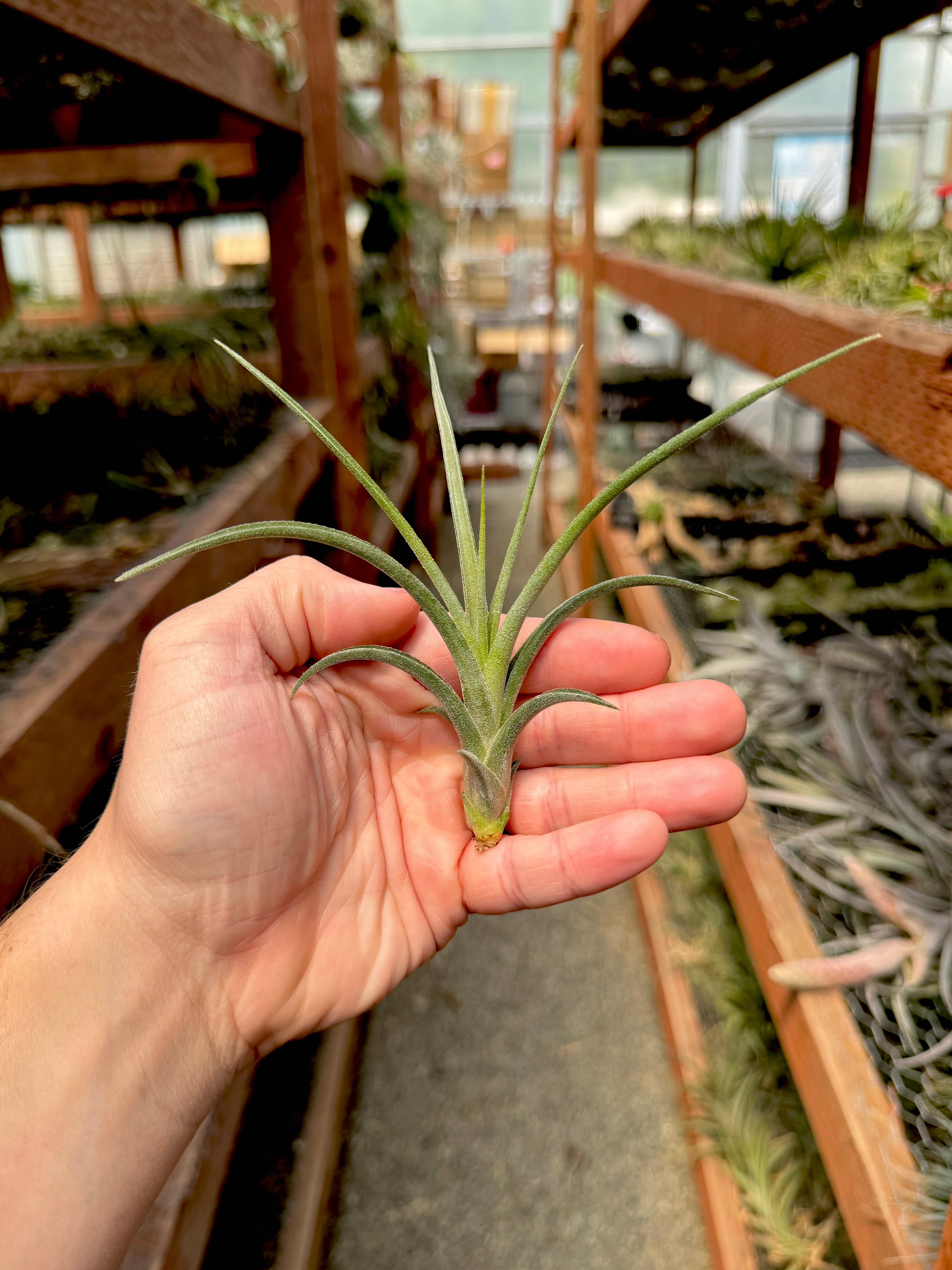Ionantha x Paucifolia