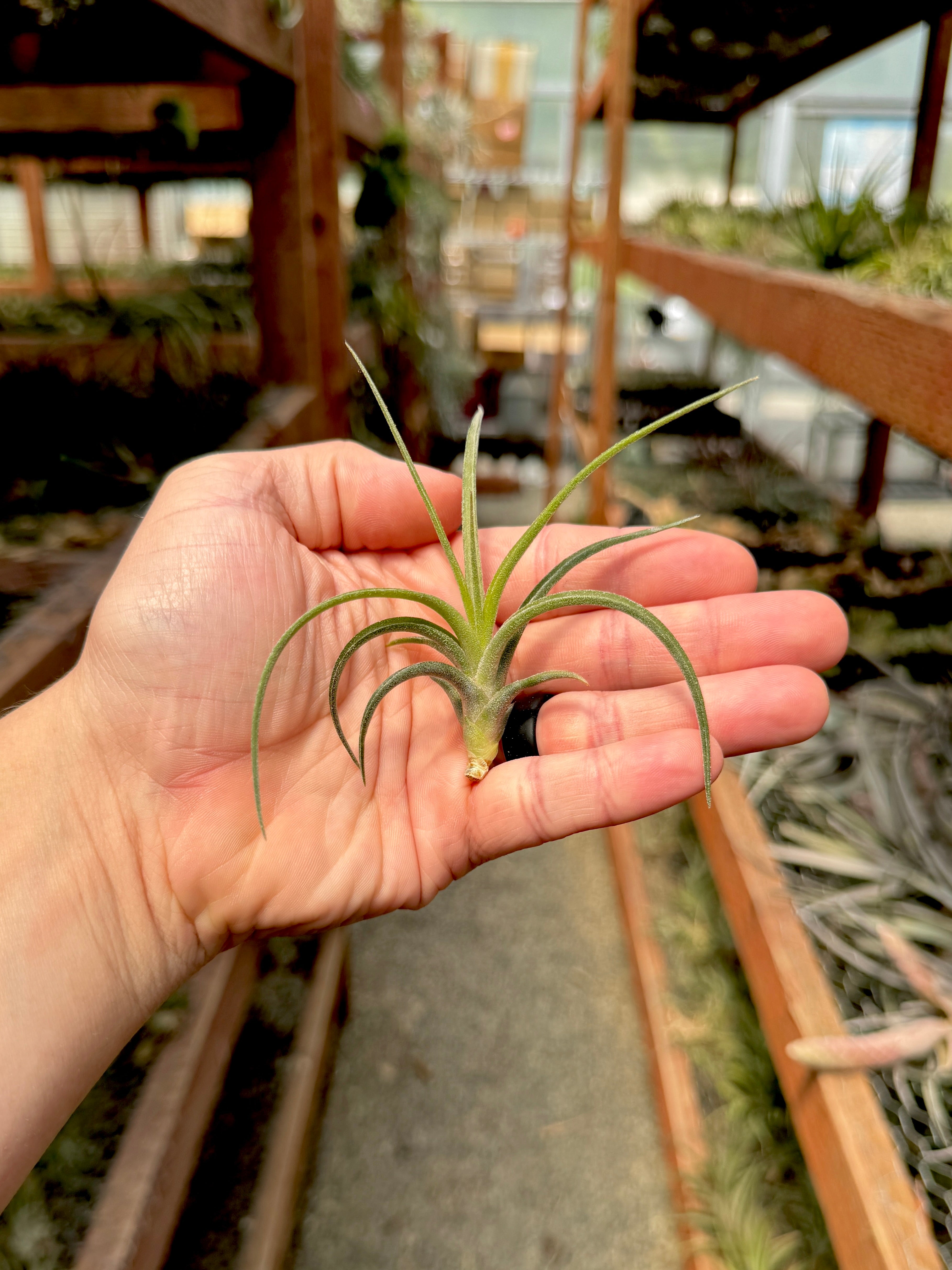 Ionantha x Paucifolia
