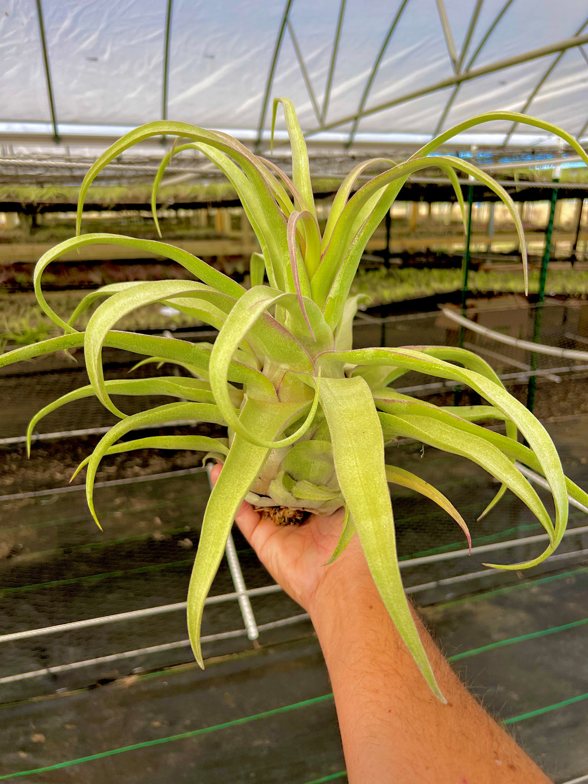 Streptophylla Belize Giant <br> *EXACT PLANT PICTURED*
