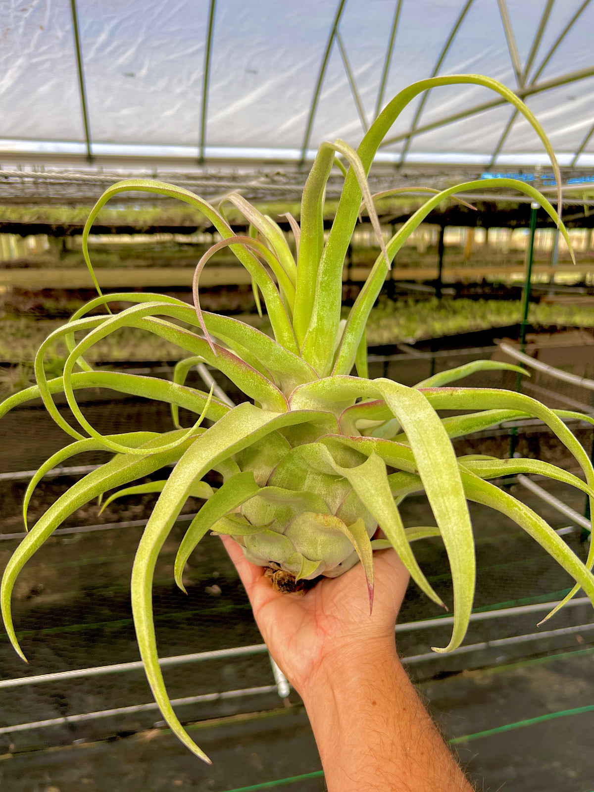Streptophylla Belize Giant <br> *EXACT PLANT PICTURED*