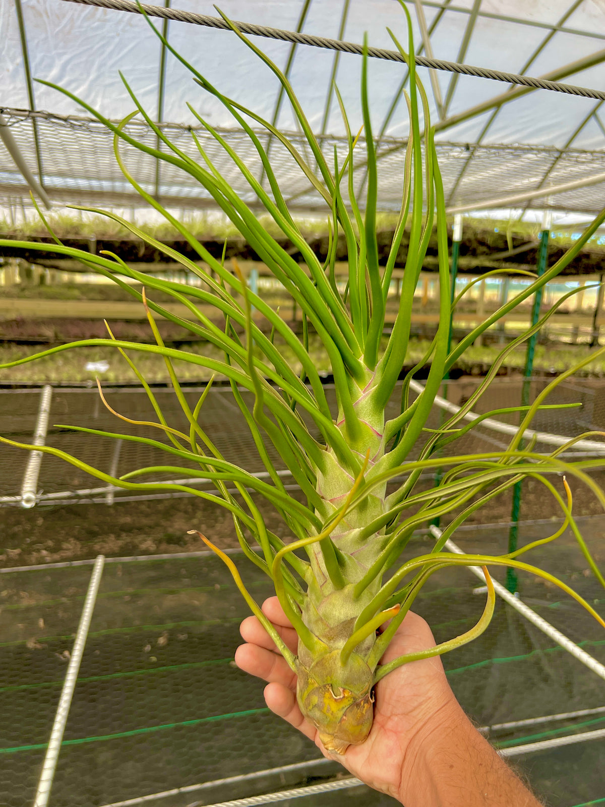 Bulbosa Freak Show Giant *EXACT PLANT PICTURED*