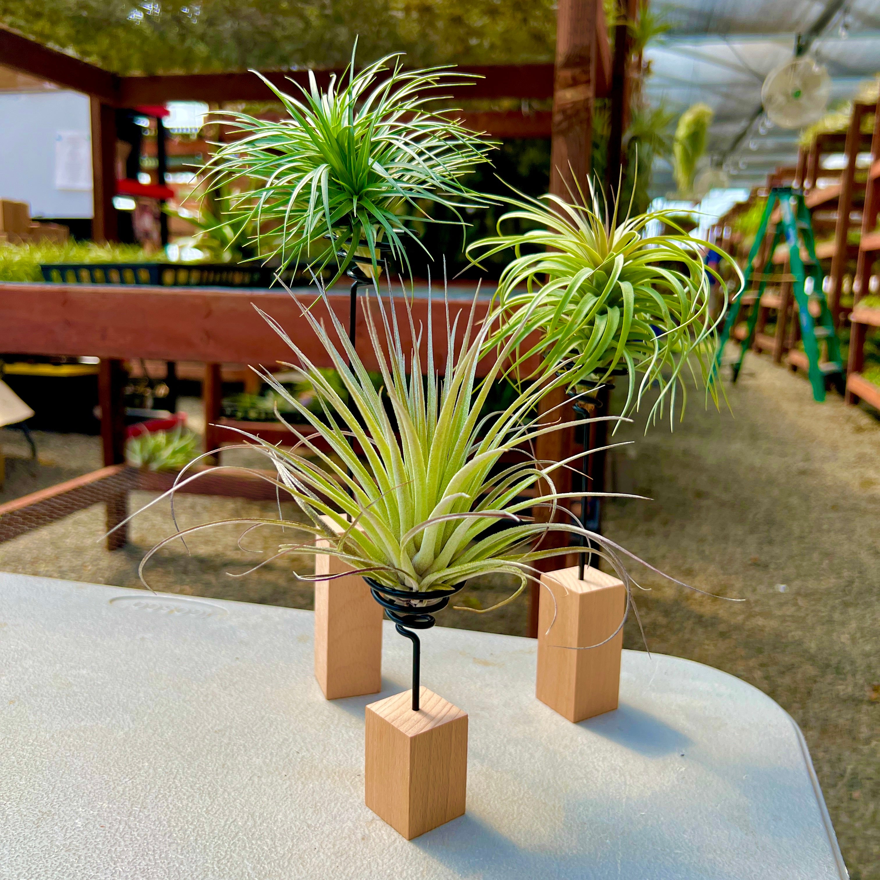 手作りのゼブラウッド スクエア エア プランツ ホルダー – Air Plant Hub