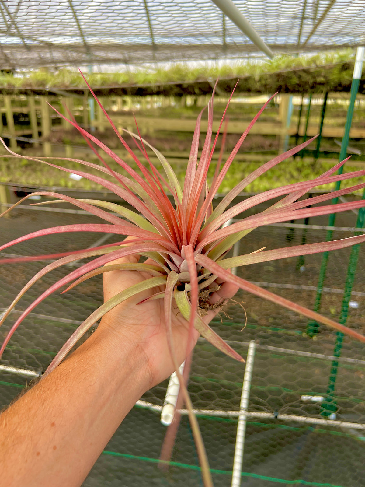 ‘Dimmit’s Talent’ <br> (Rothii x Concolor)