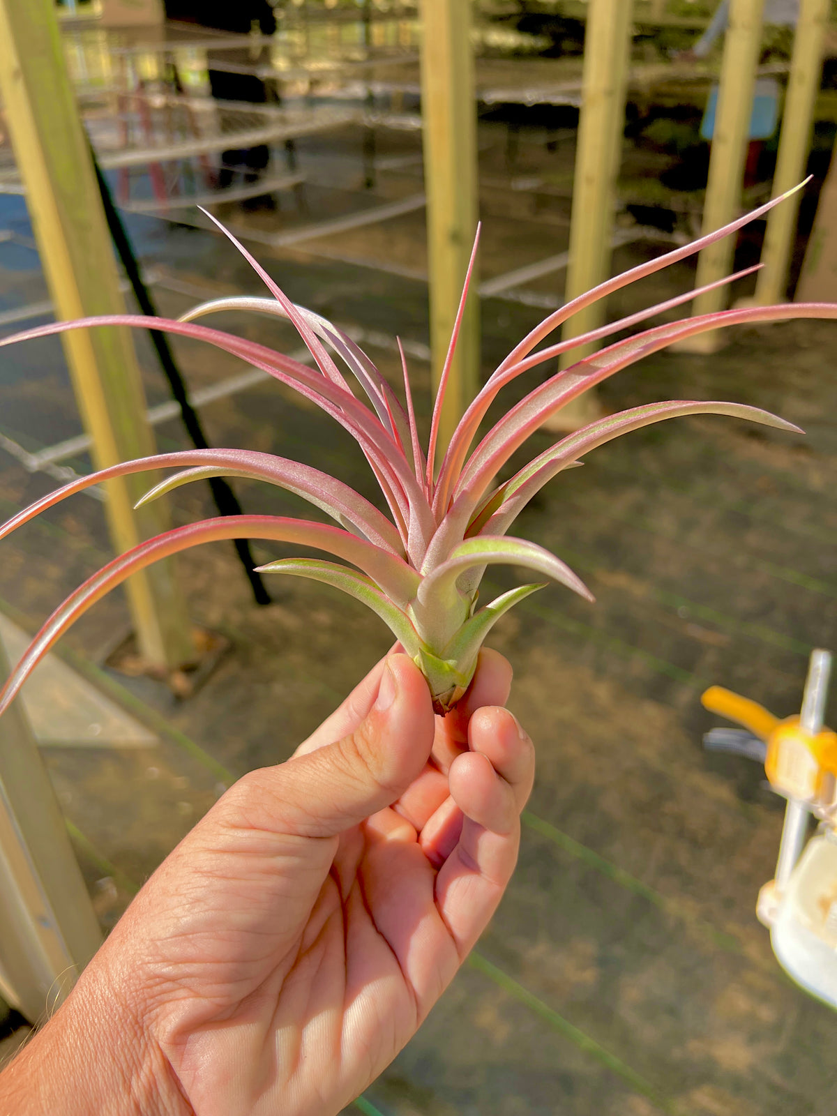 Jackie Loinaz <br> (Concolor x Capitata Rubra) <br> *UNCOMMON*