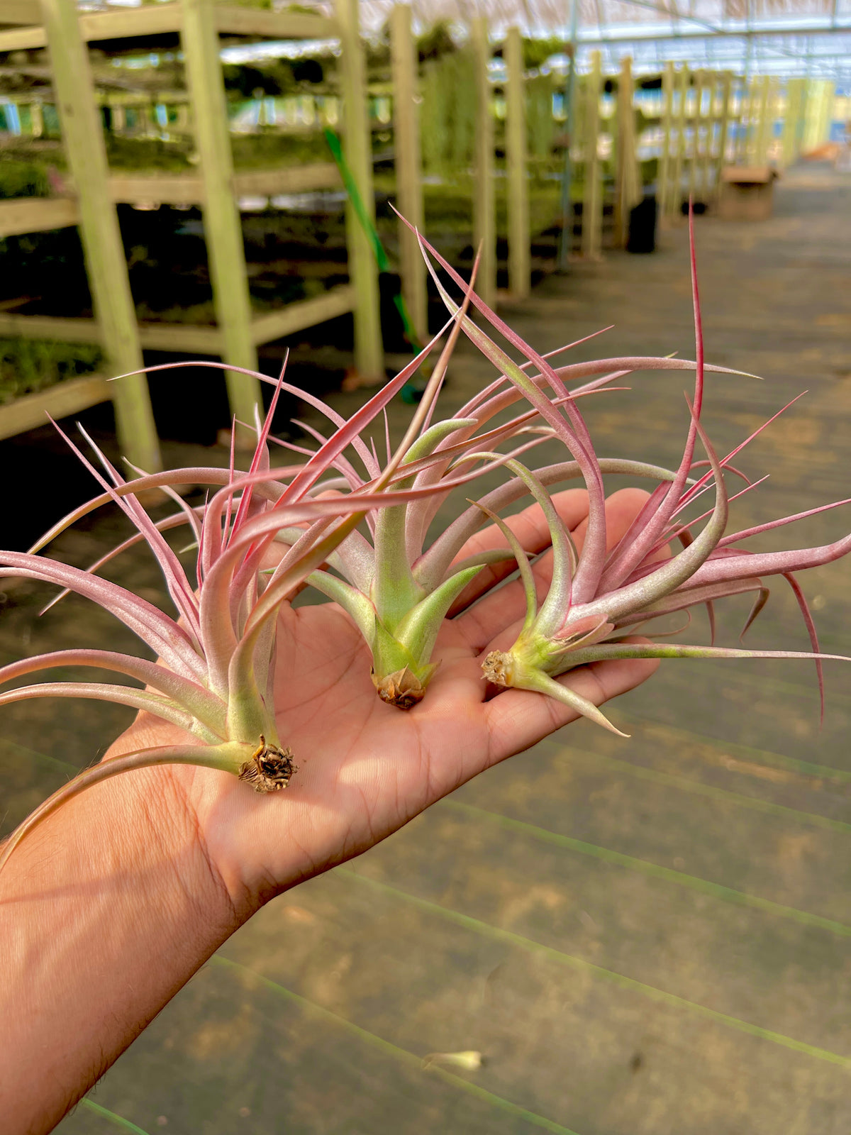 Jackie Loinaz <br> (Concolor x Capitata Rubra) <br> *UNCOMMON*