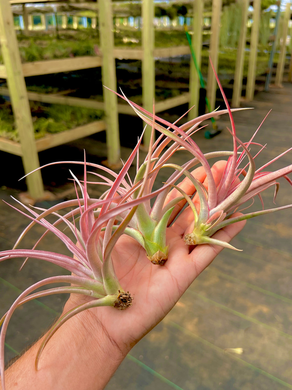 Jackie Loinaz <br> (Concolor x Capitata Rubra) <br> *UNCOMMON*