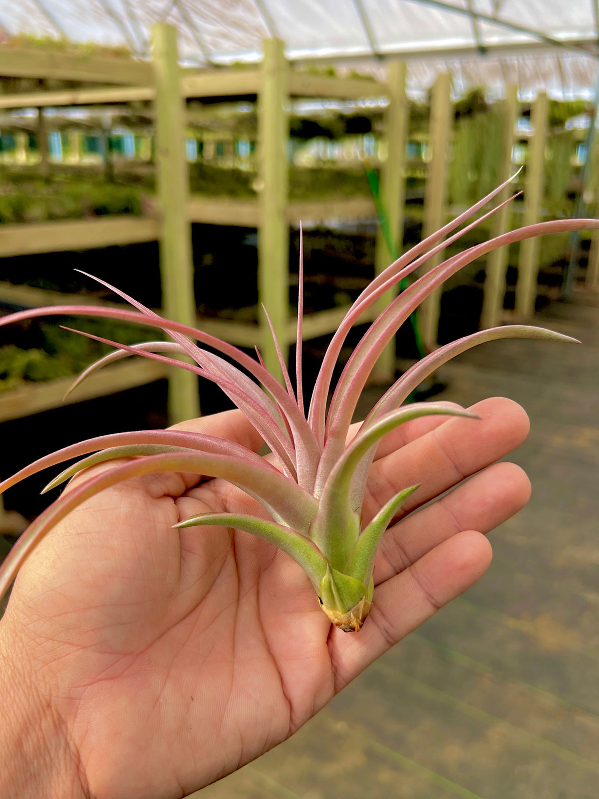 Jackie Loinaz <br> (Concolor x Capitata Rubra) <br> *UNCOMMON*