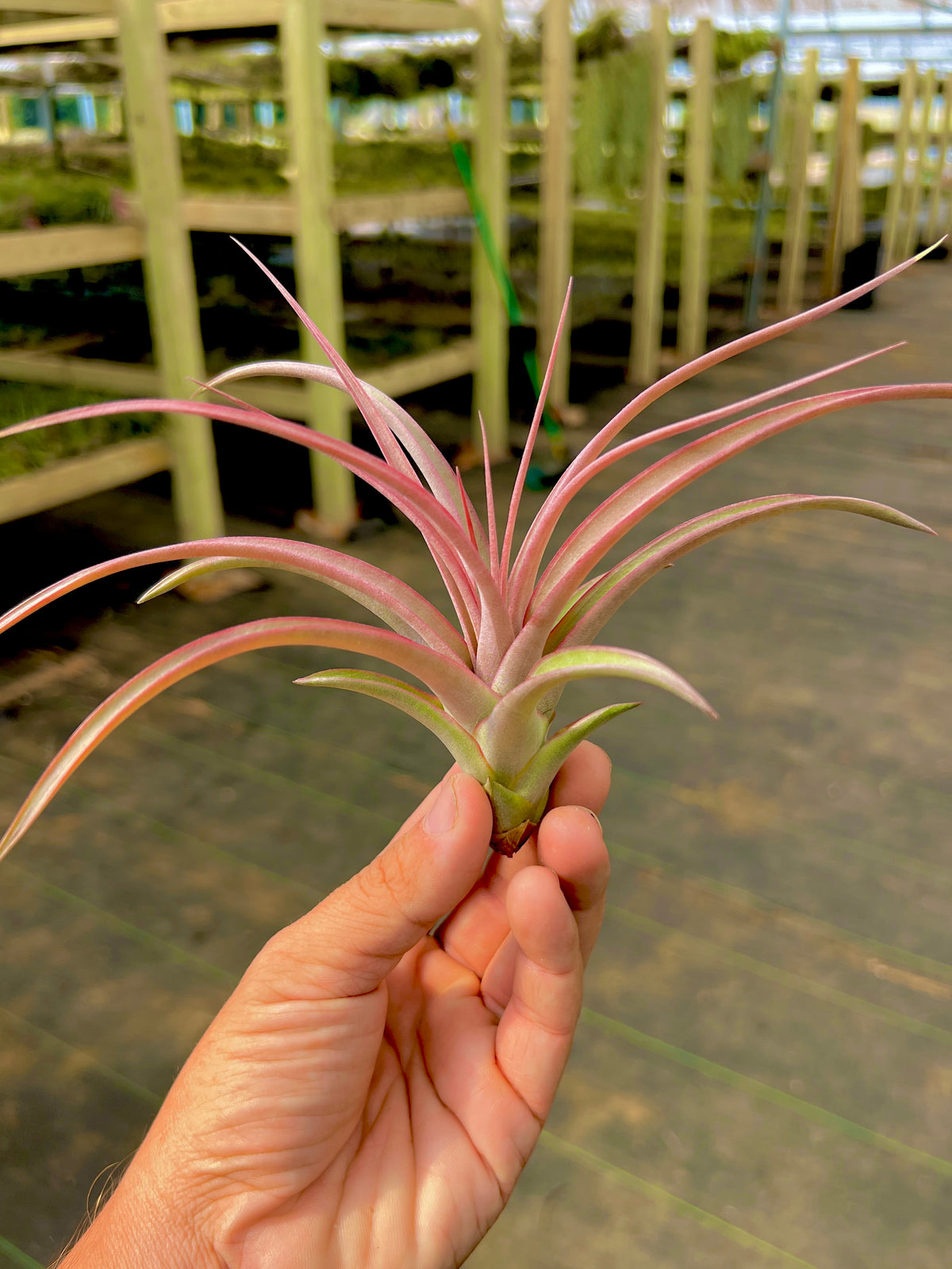 Jackie Loinaz <br> (Concolor x Capitata Rubra) <br> *UNCOMMON*