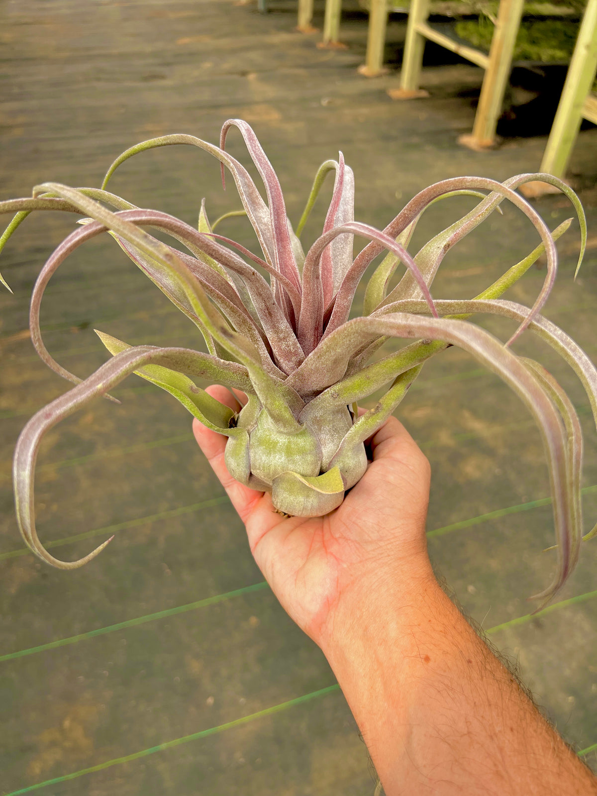 Streptophylla Red Form Belize (Spivey) <br> *EXACT PLANT PICTURED* (Copy)