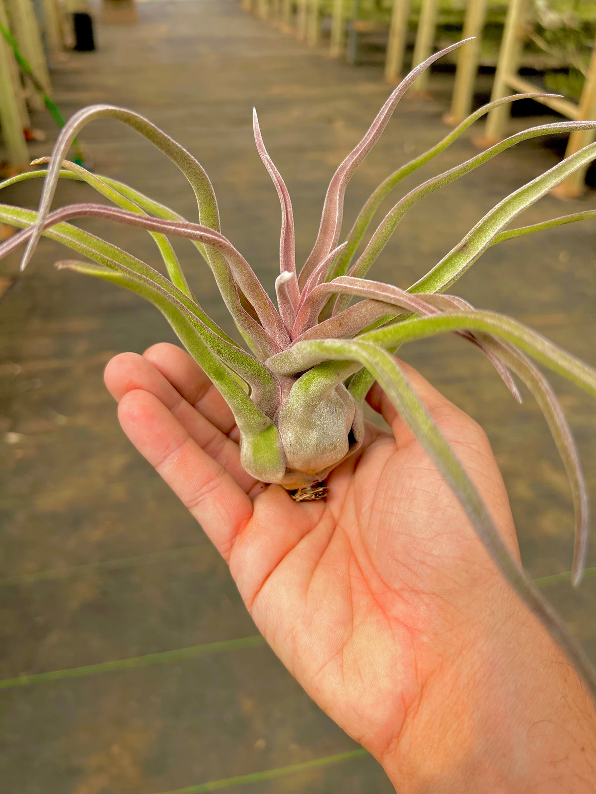Streptophylla Red Form Belize (Spivey) <br> *EXACT PLANT PICTURED* (Copy)