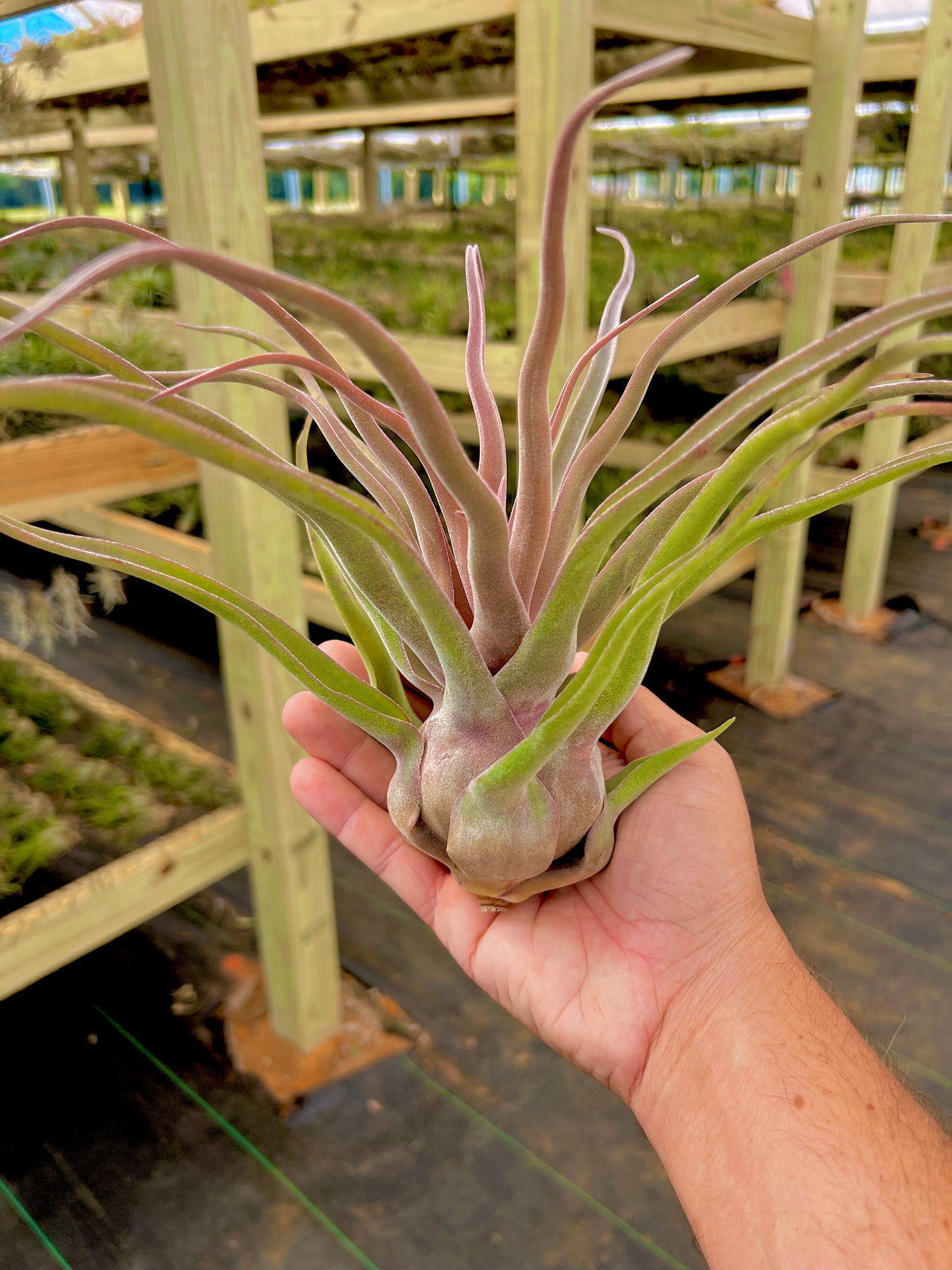 Streptophylla Red Form Belize (Spivey) <br> *EXACT PLANT PICTURED* (Copy)