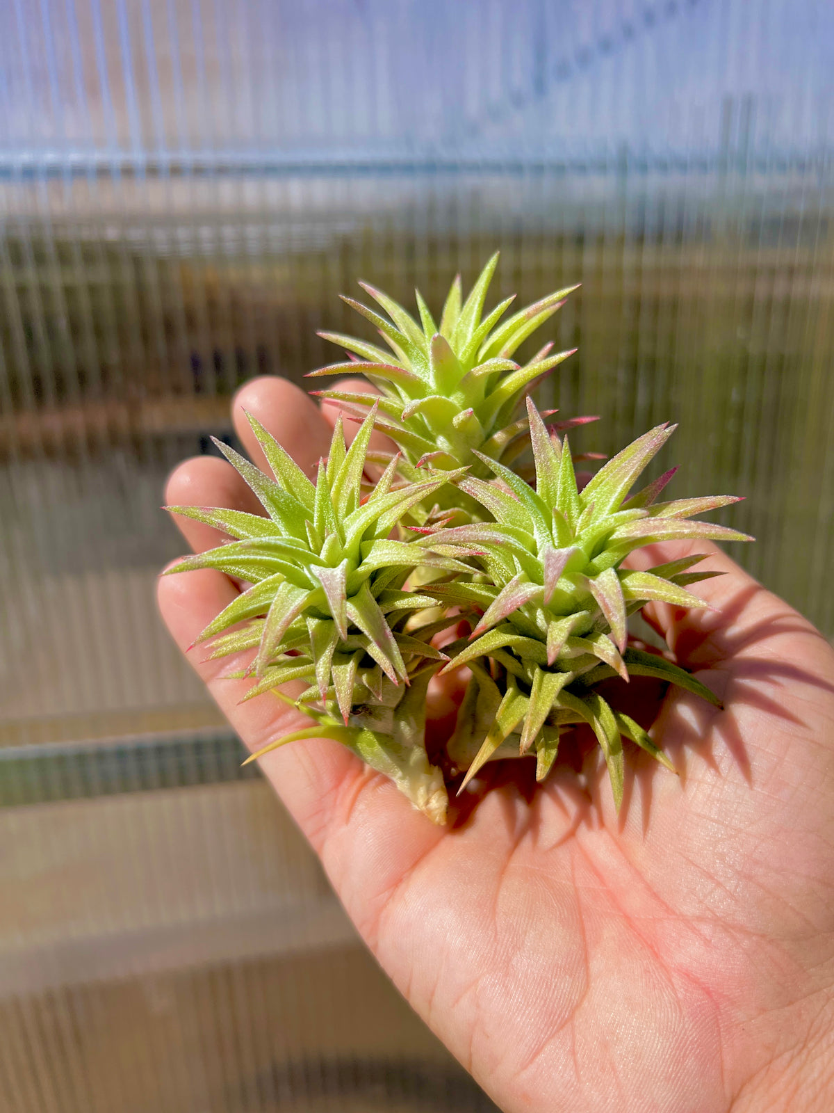 Ionantha Vanhyningii