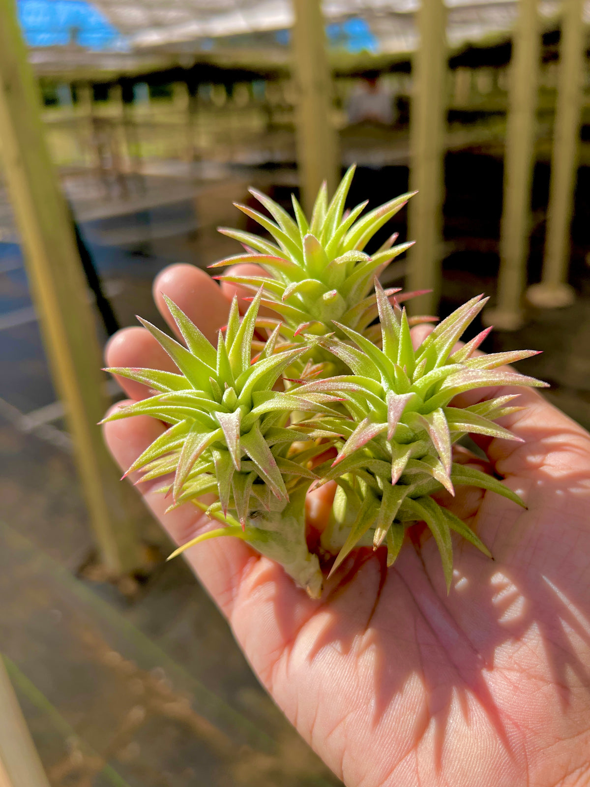 Ionantha Vanhyningii