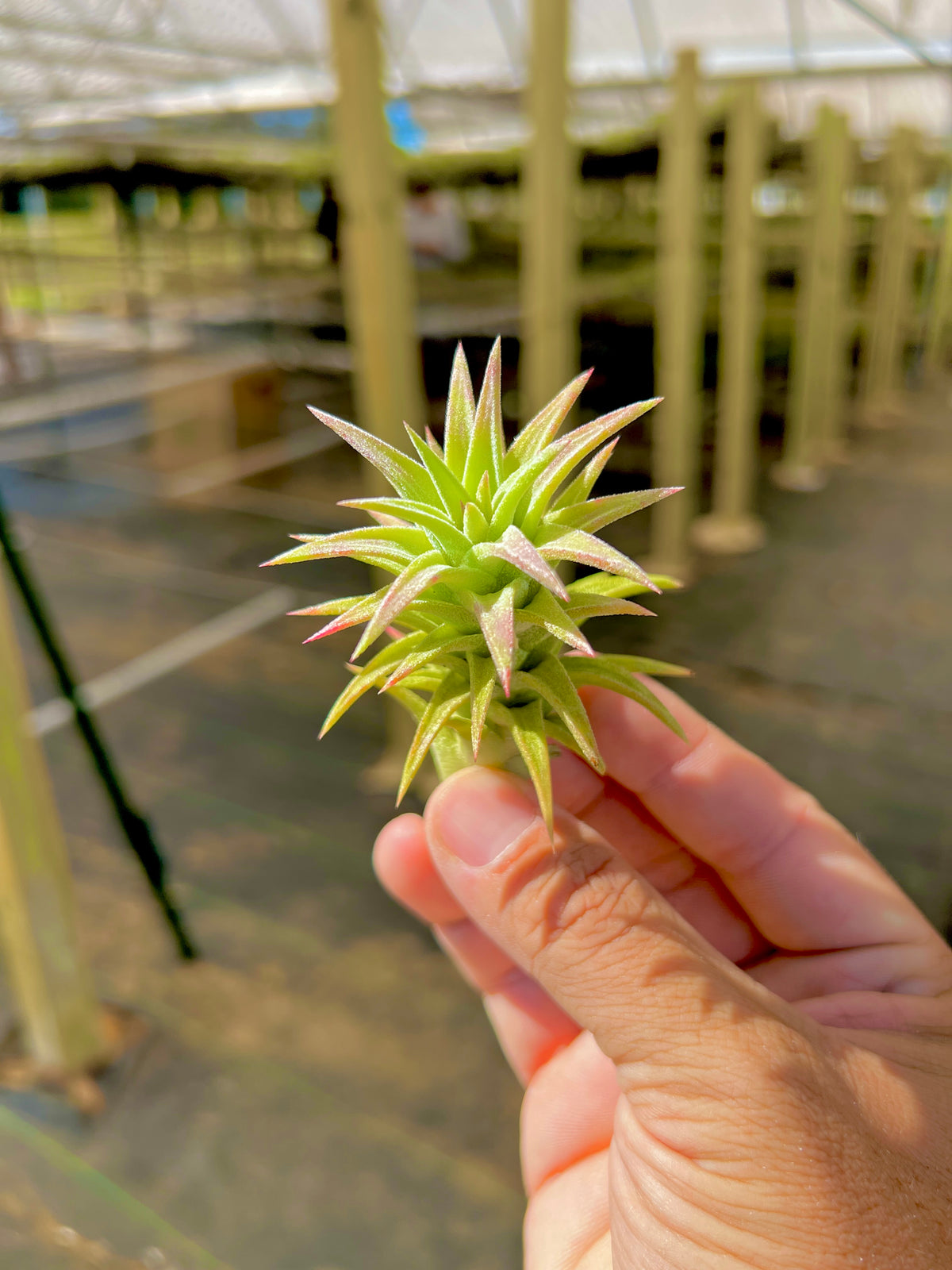 Ionantha Vanhyningii