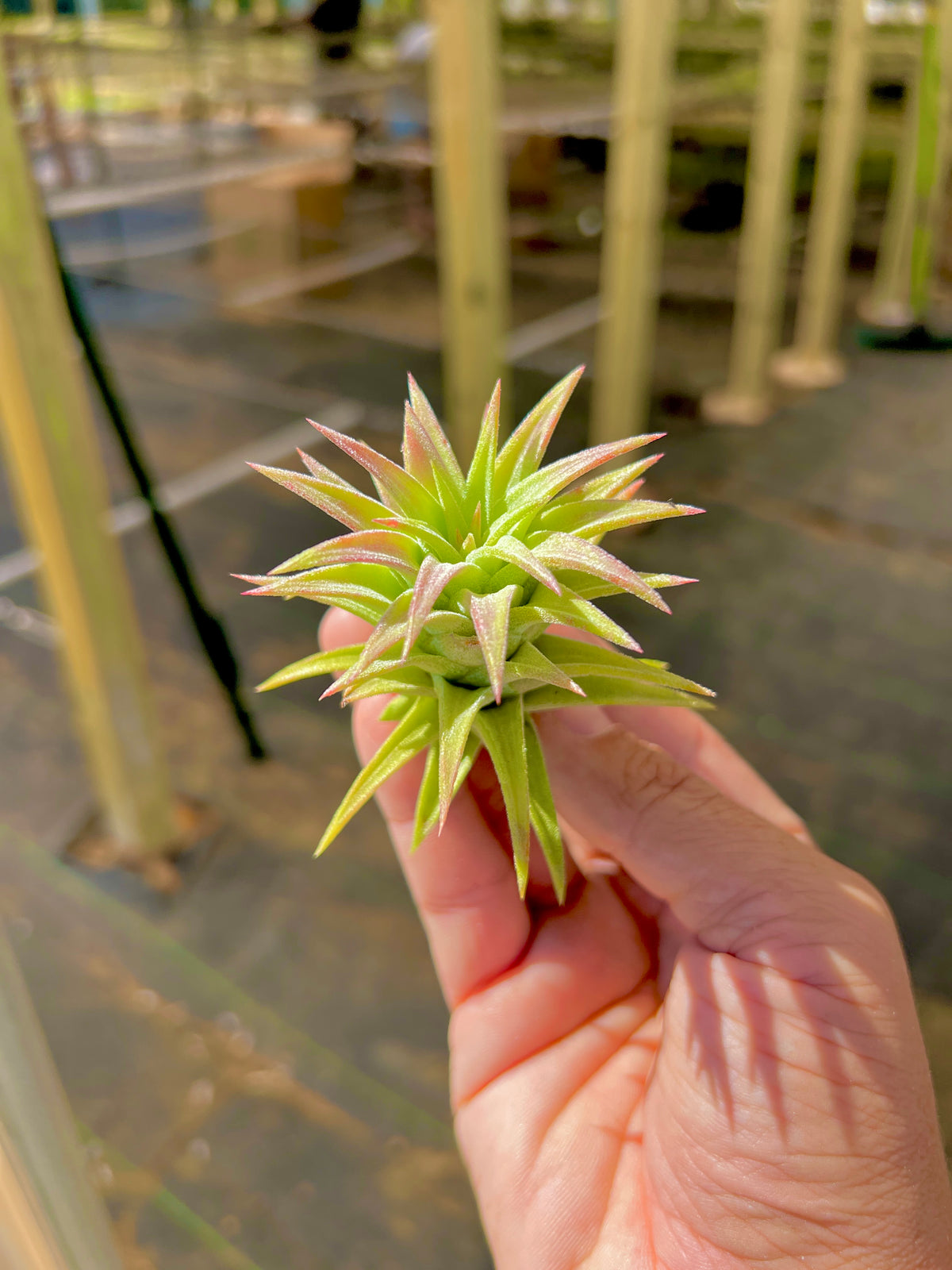 Ionantha Vanhyningii