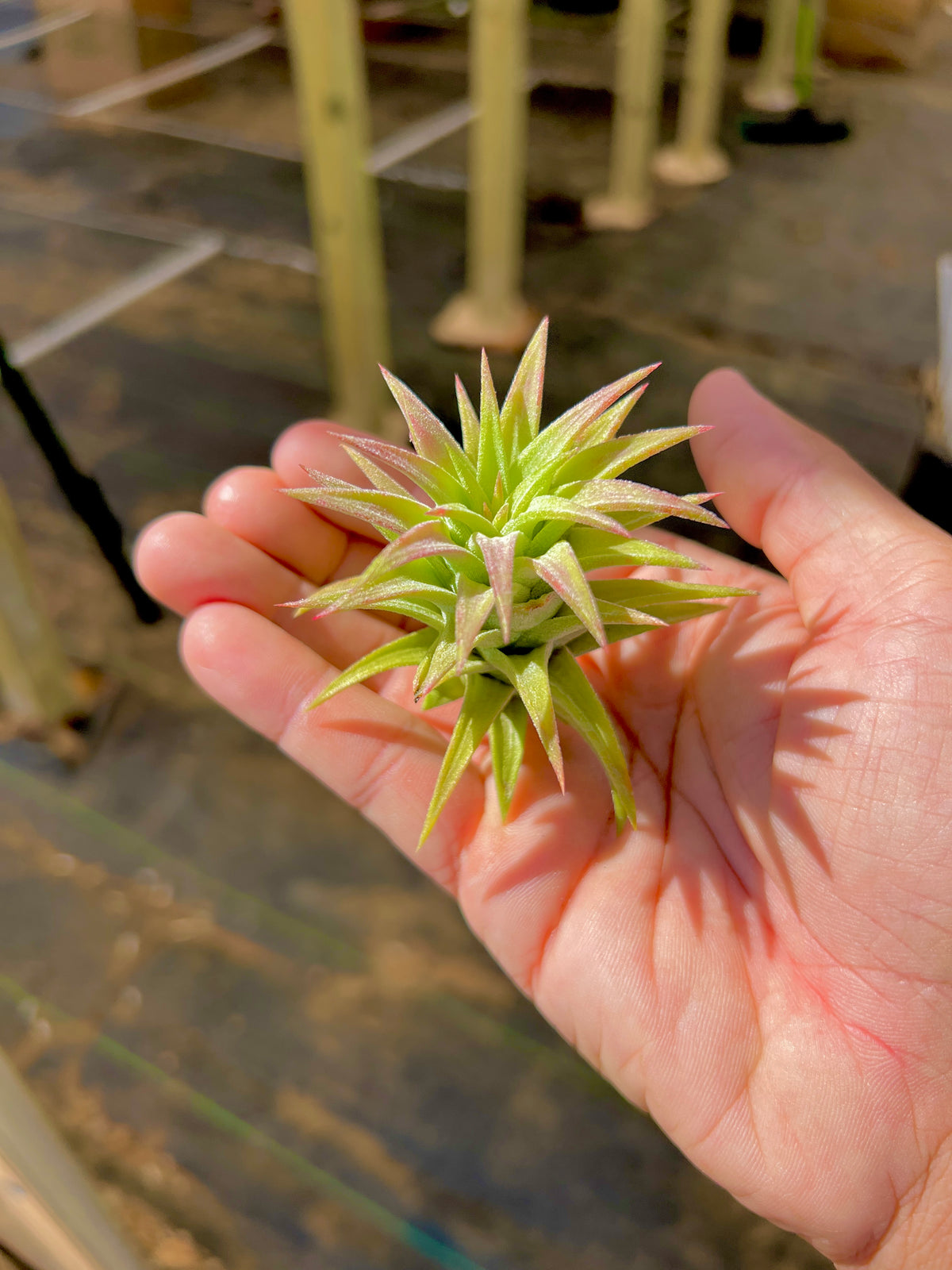 Ionantha Vanhyningii