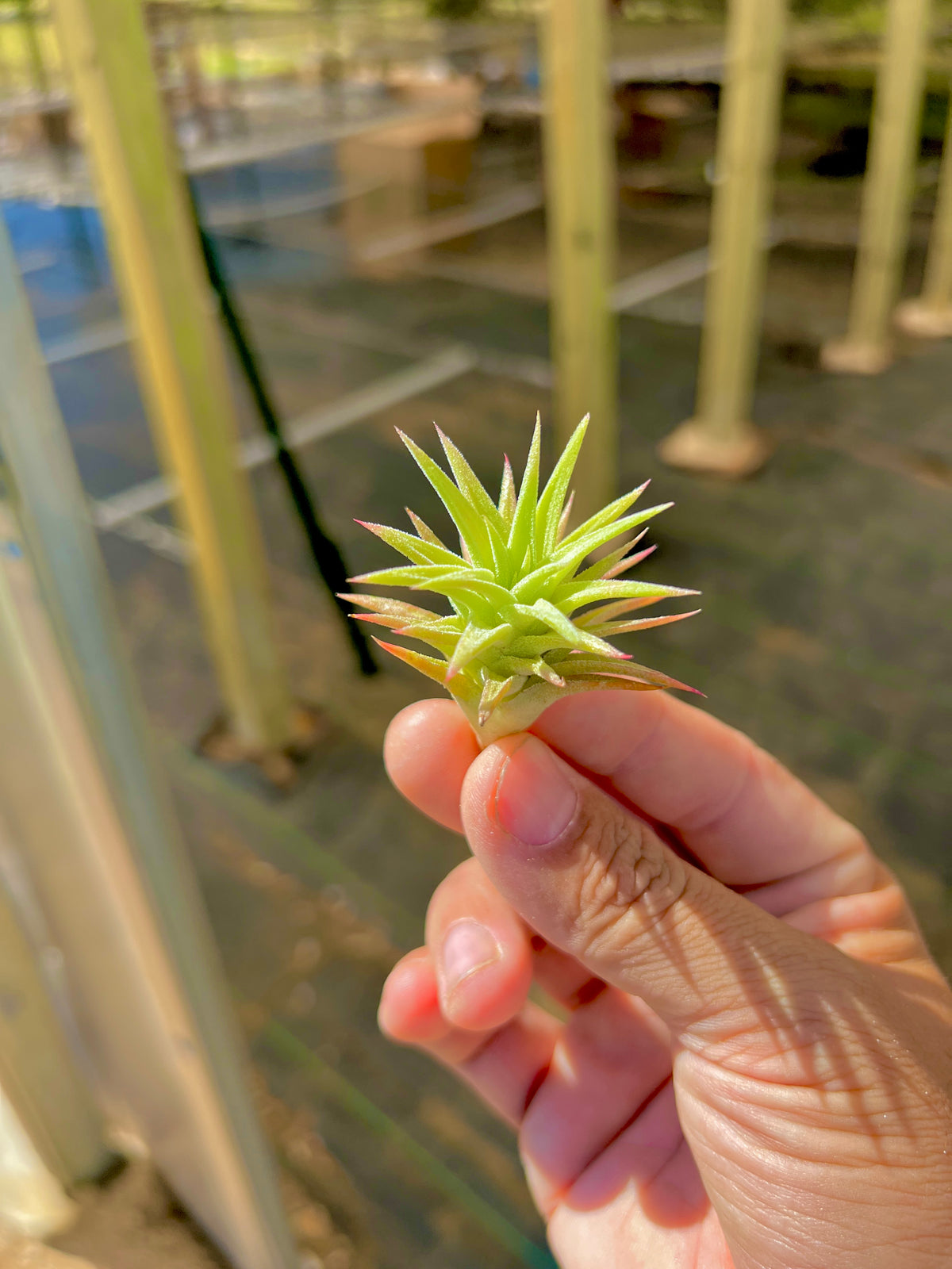 Ionantha Vanhyningii