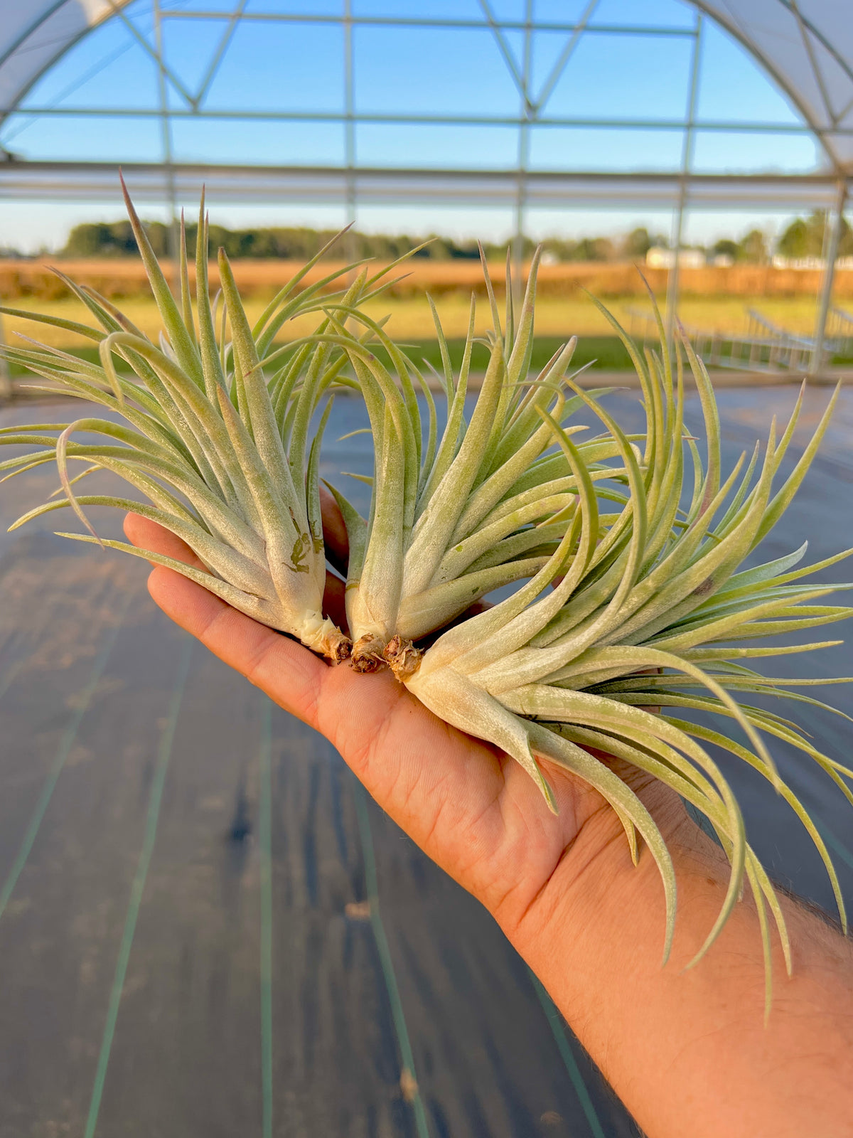 Velvet Fountain <br> (Ionantha x Harrisii)