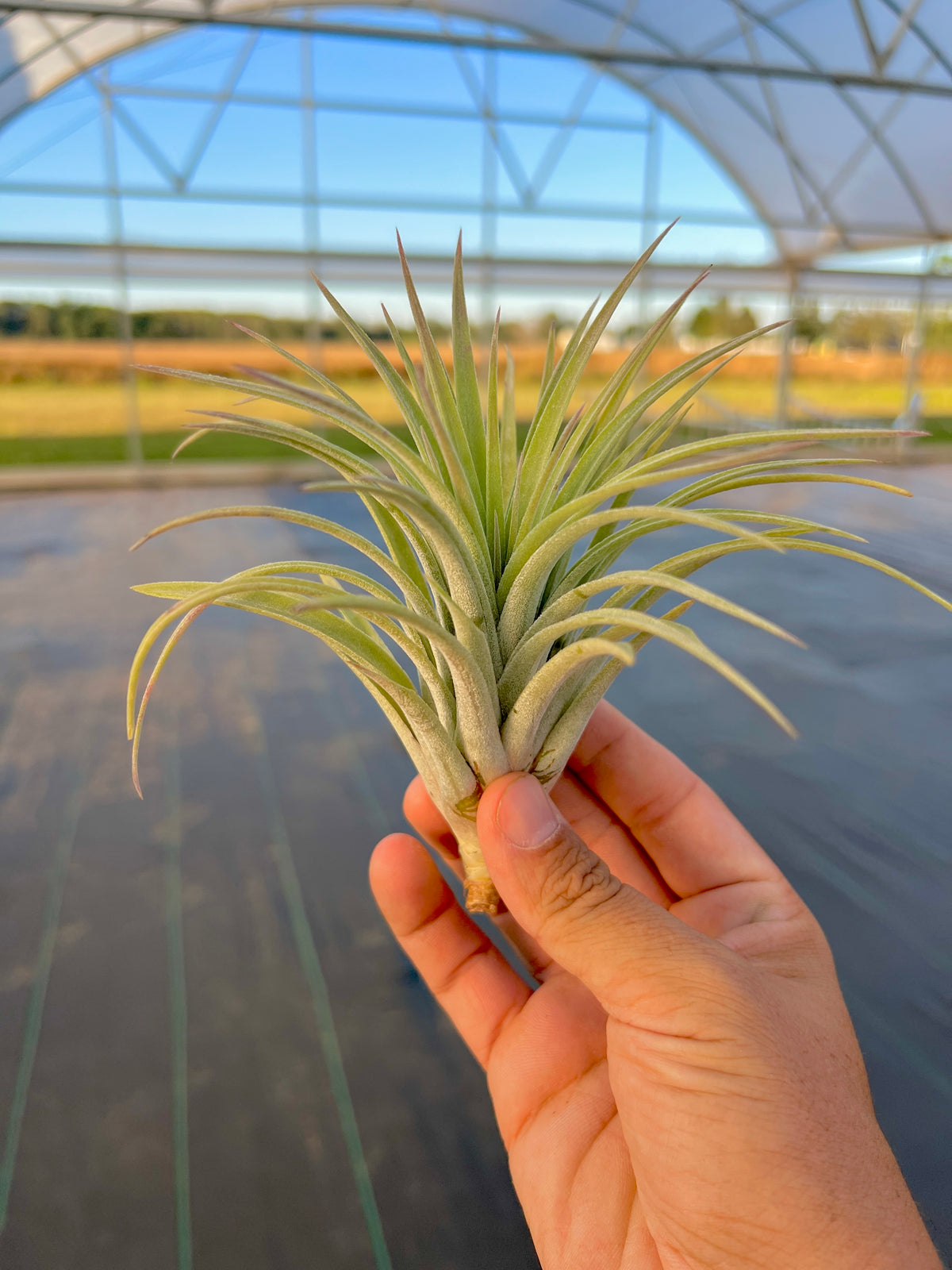 Velvet Fountain <br> (Ionantha x Harrisii)