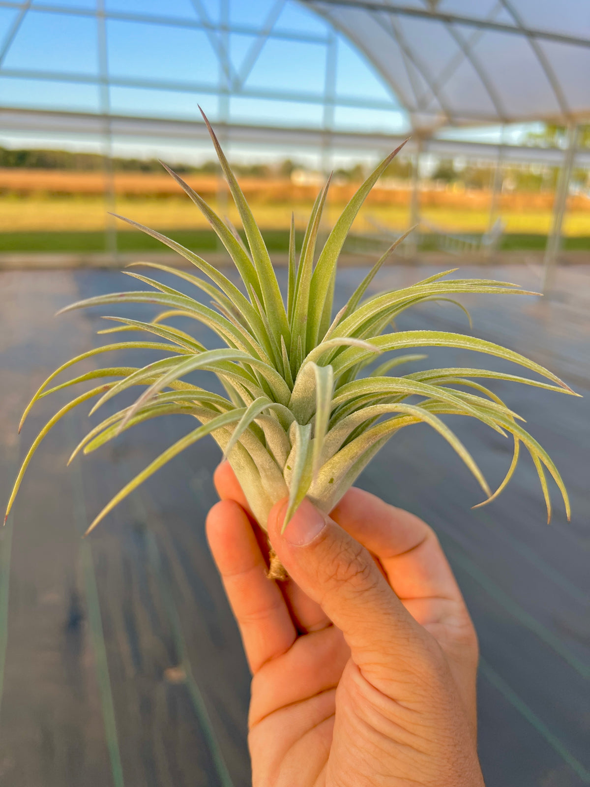 Velvet Fountain <br> (Ionantha x Harrisii)