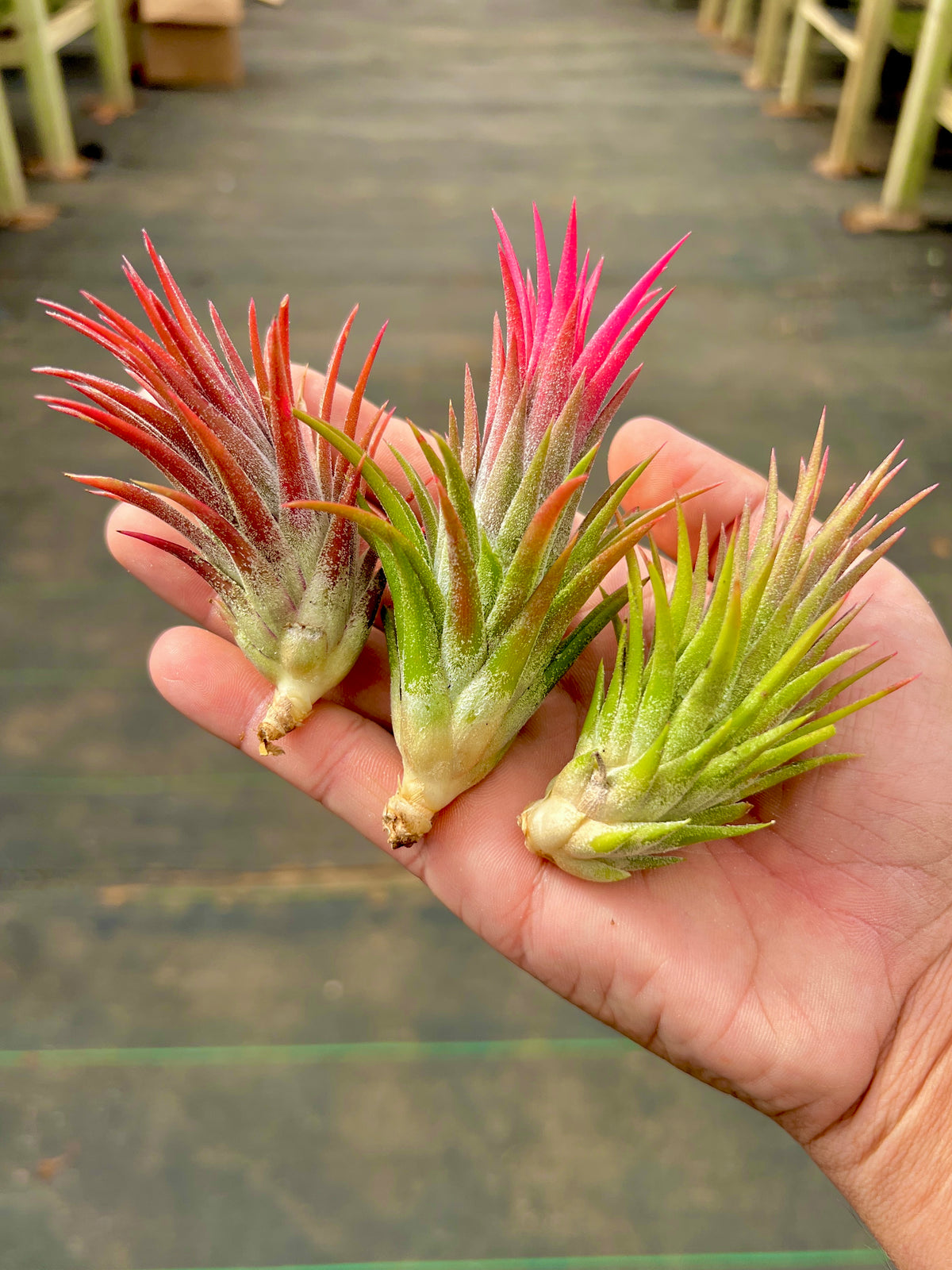 Wait N See <br> (Ionantha Vanhyningii x Ionantha Druid)