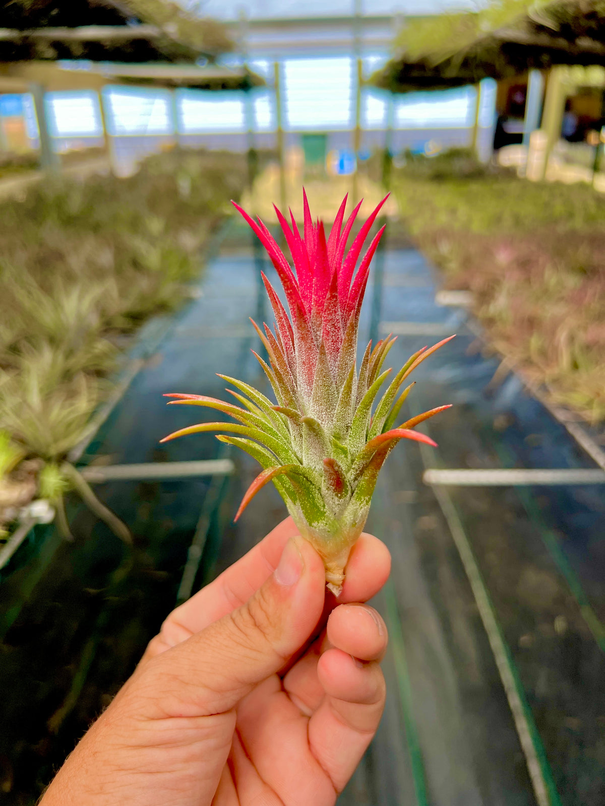 Wait N See <br> (Ionantha Vanhyningii x Ionantha Druid)