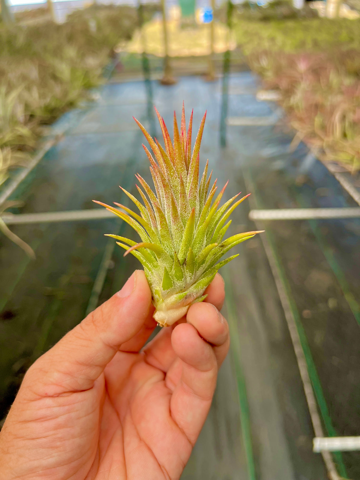 Wait N See <br> (Ionantha Vanhyningii x Ionantha Druid)