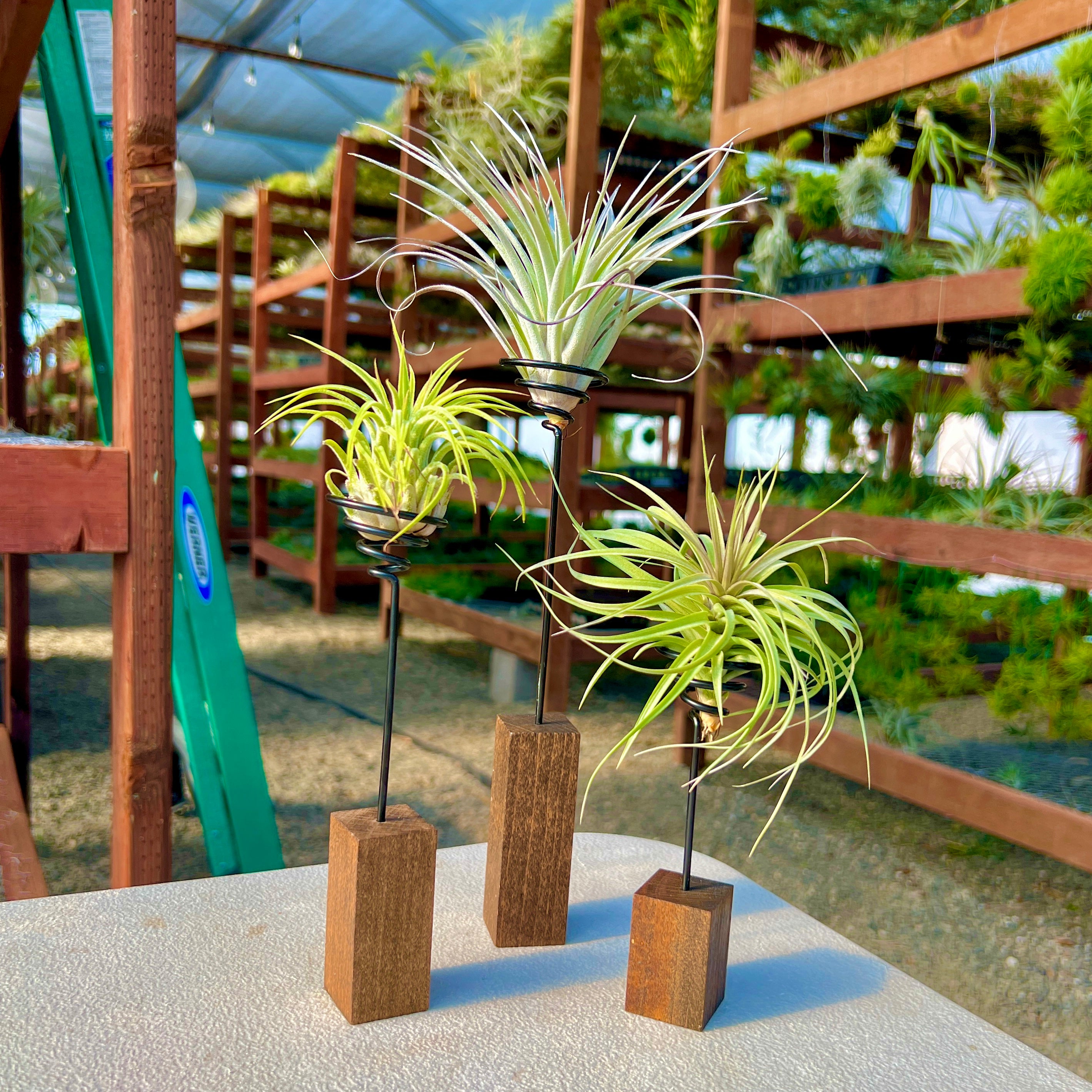 手作りのゼブラウッド スクエア エア プランツ ホルダー – Air Plant Hub