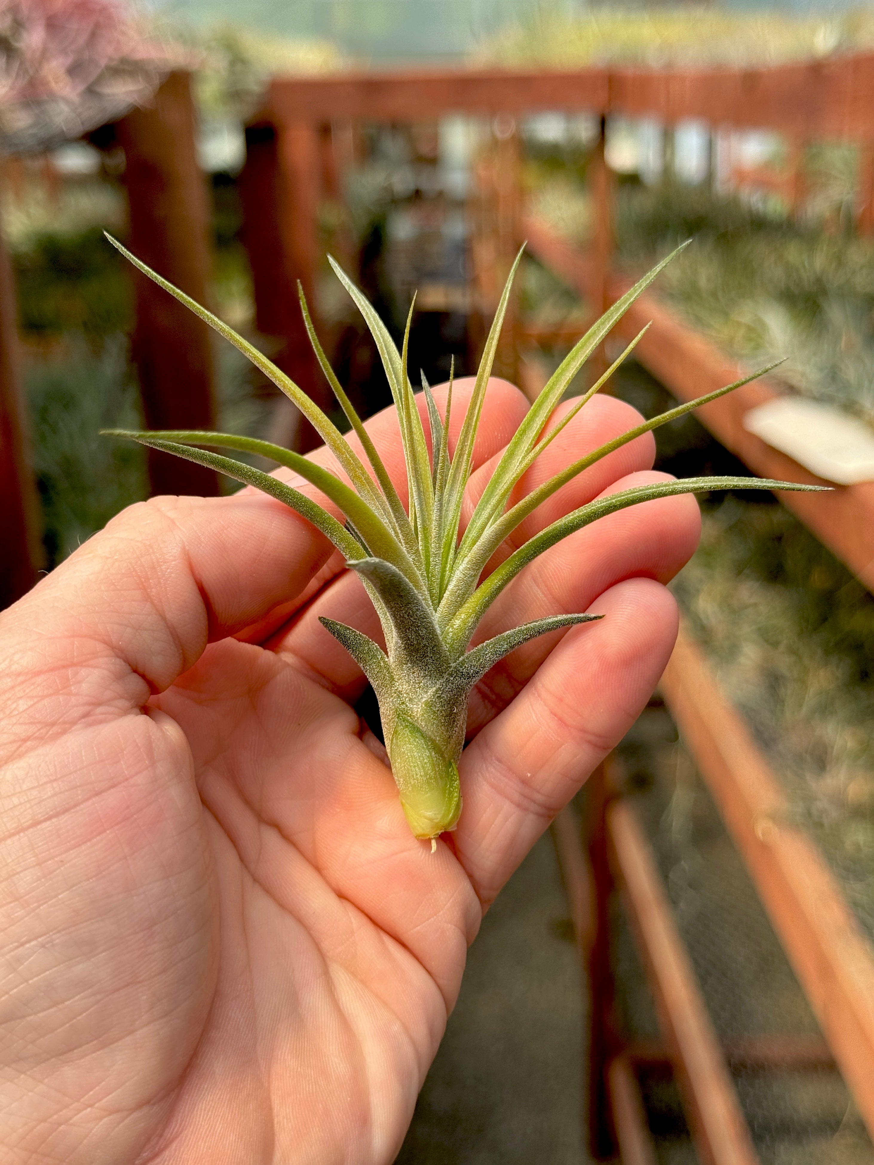 Rectifolia <br> (Ionantha x Schiedeana)
